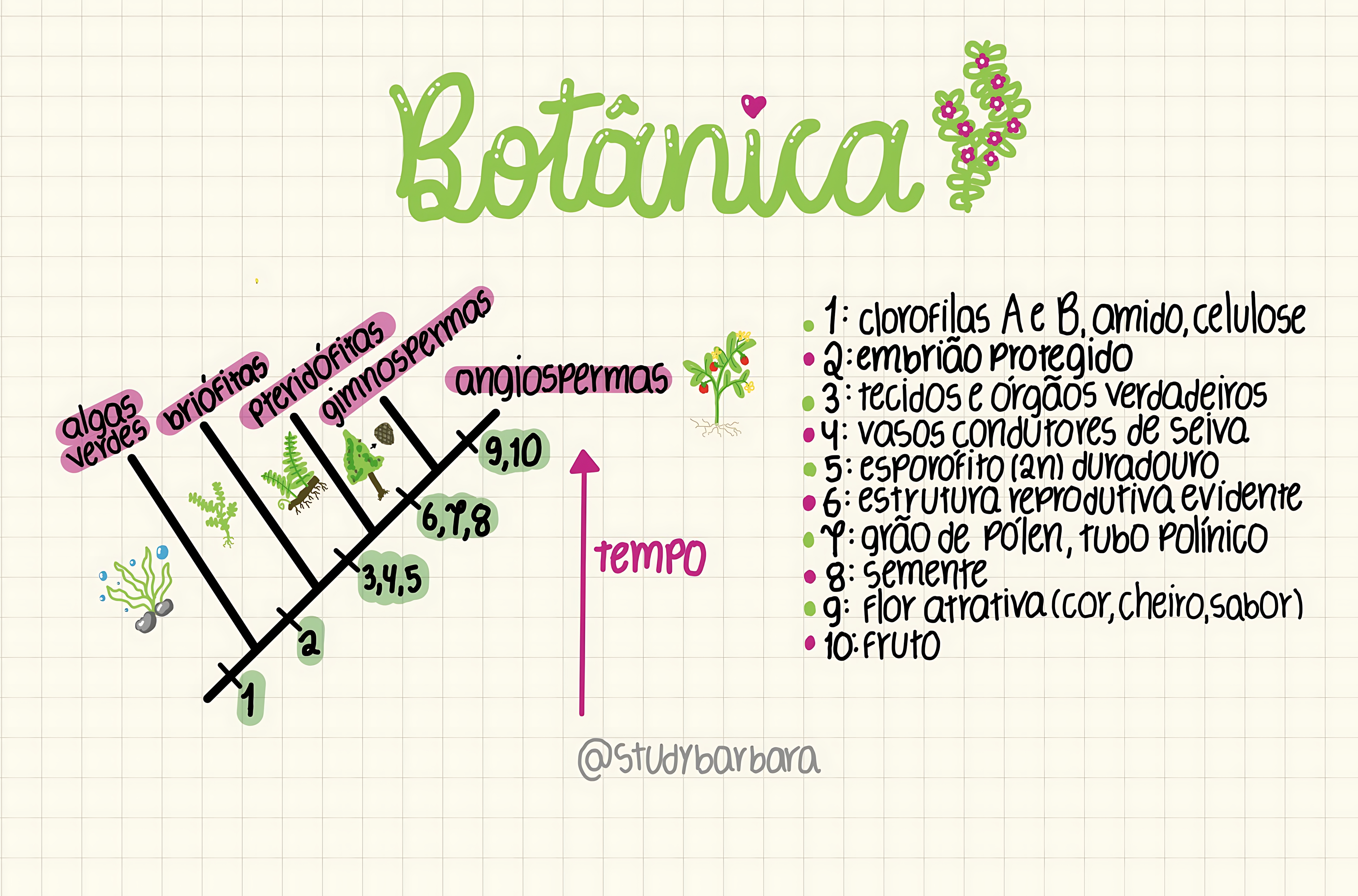 MAPA MENTAL SOBRE BOTÂNICA