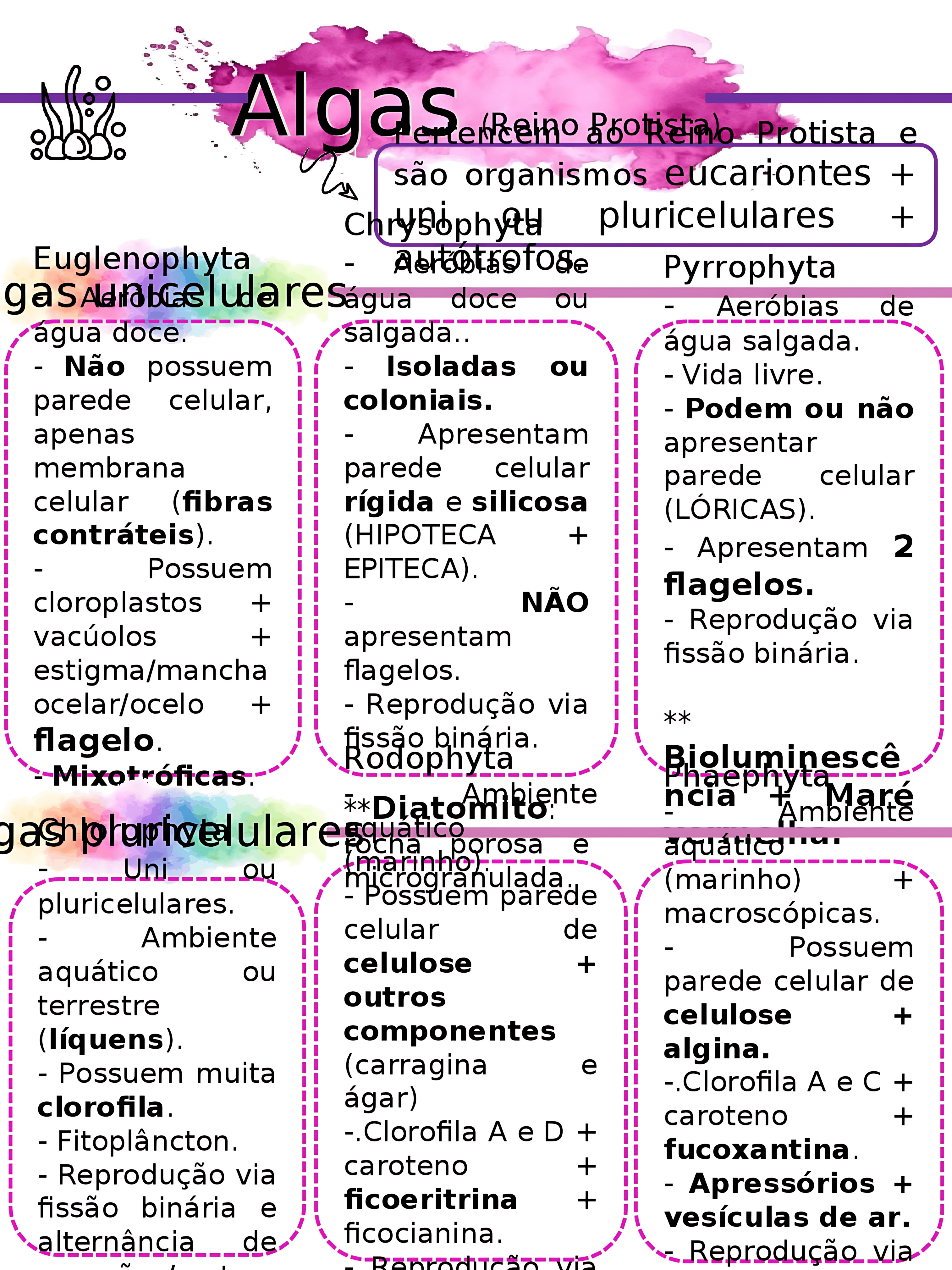 MAPA MENTAL SOBRE ALGAS