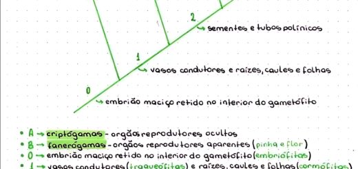 MAPA MENTAL SOBRE BOTÂNICA