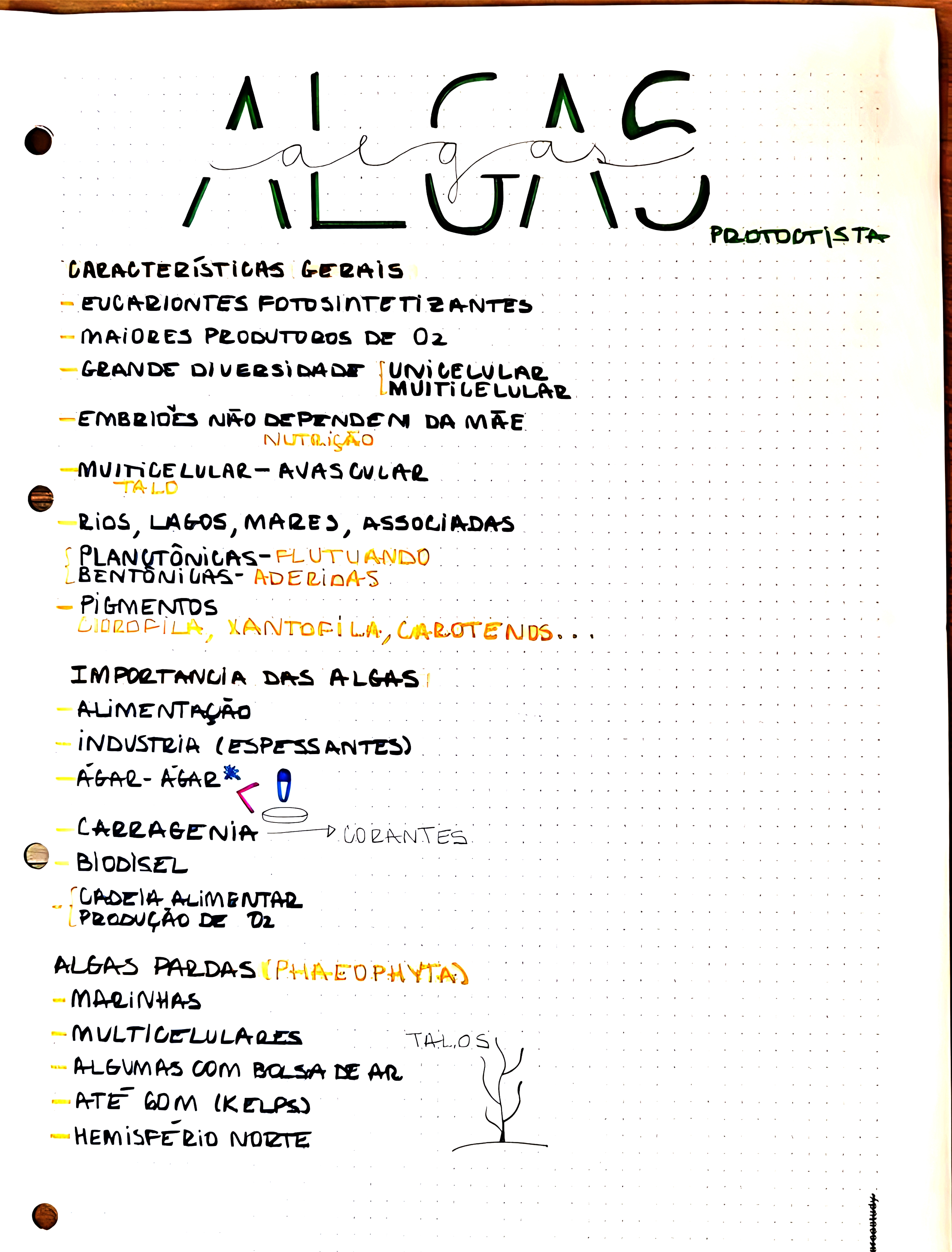 MAPA MENTAL SOBRE ALGAS
