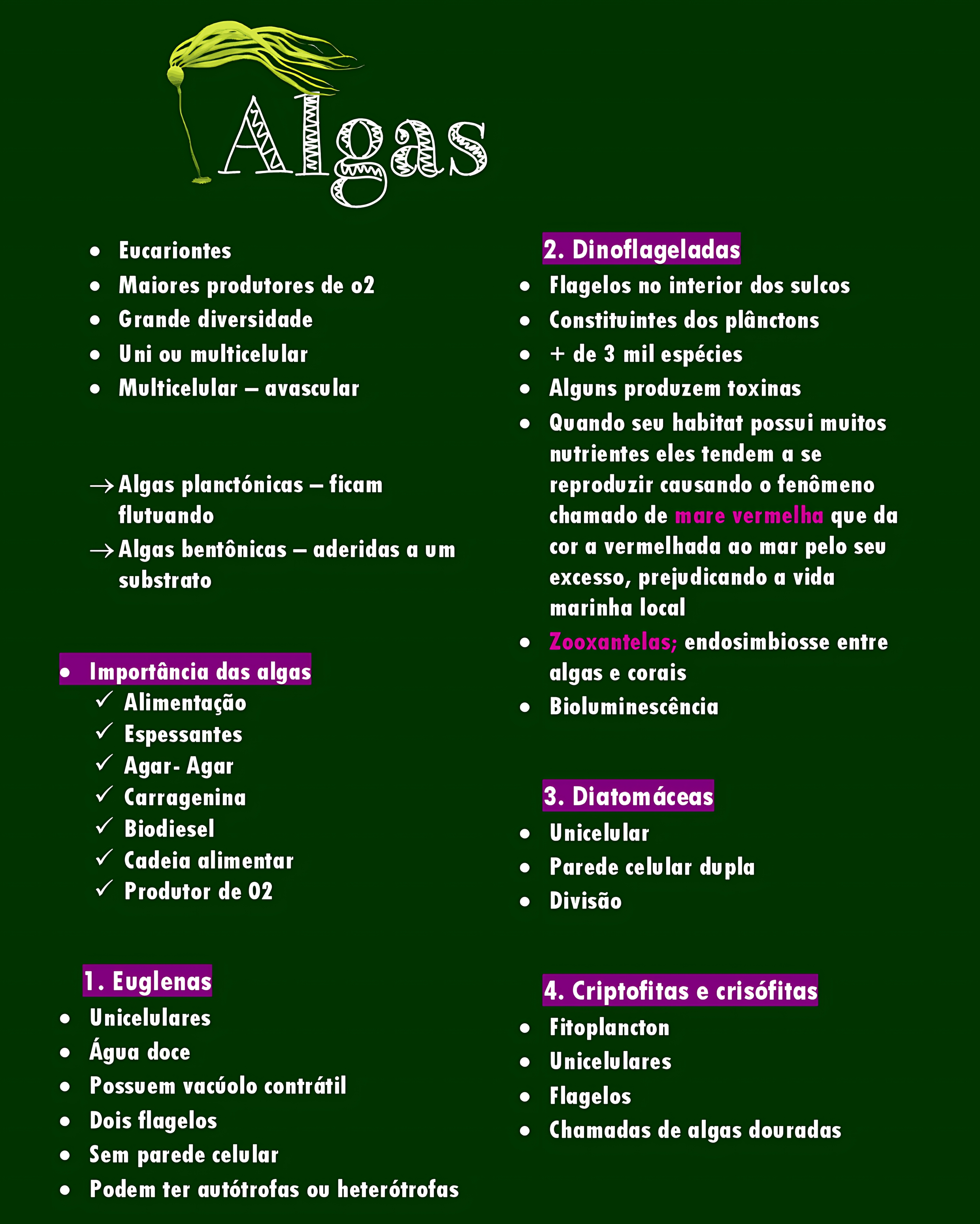 MAPA MENTAL SOBRE ALGAS