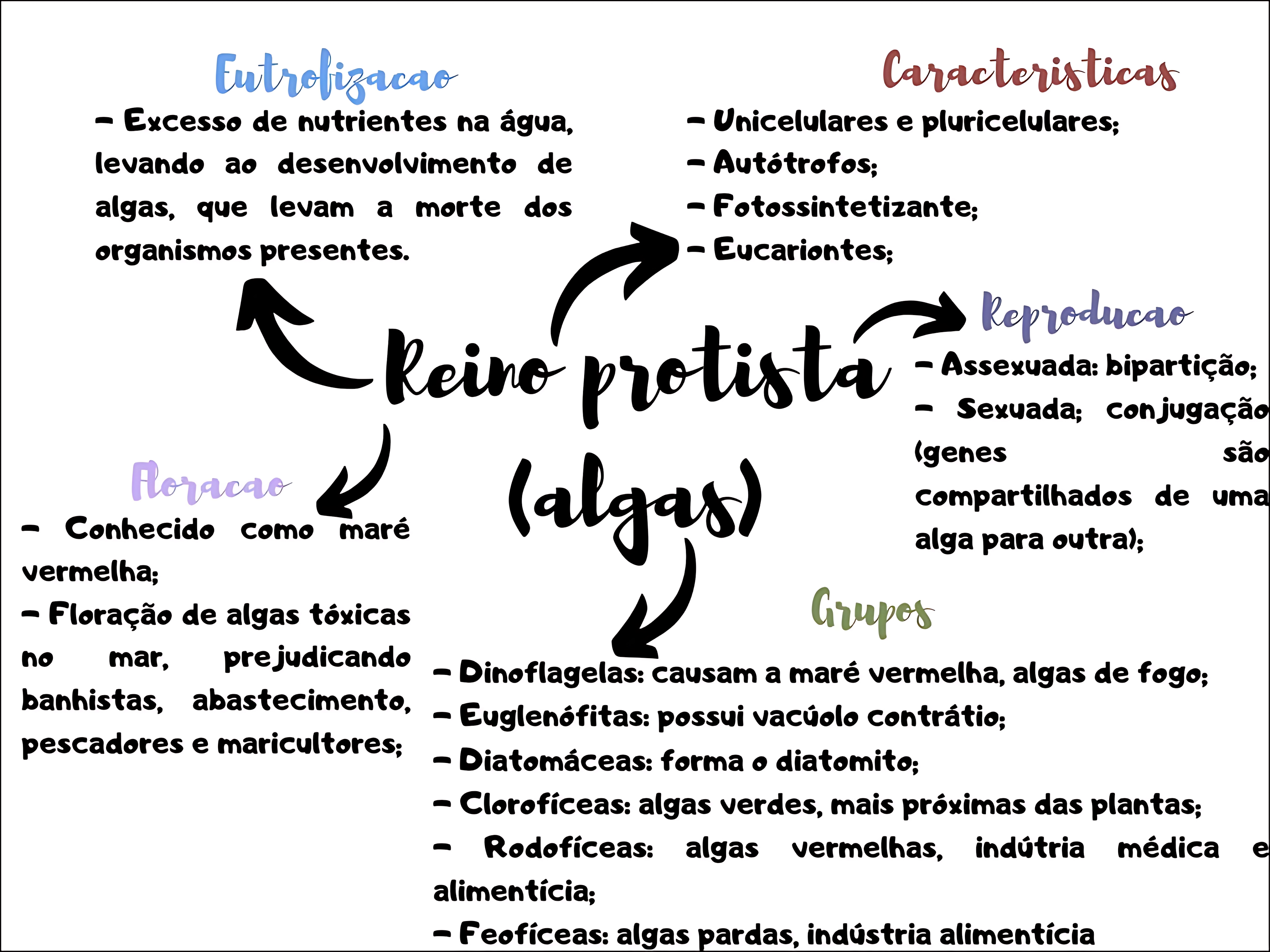 MAPA MENTAL SOBRE ALGAS