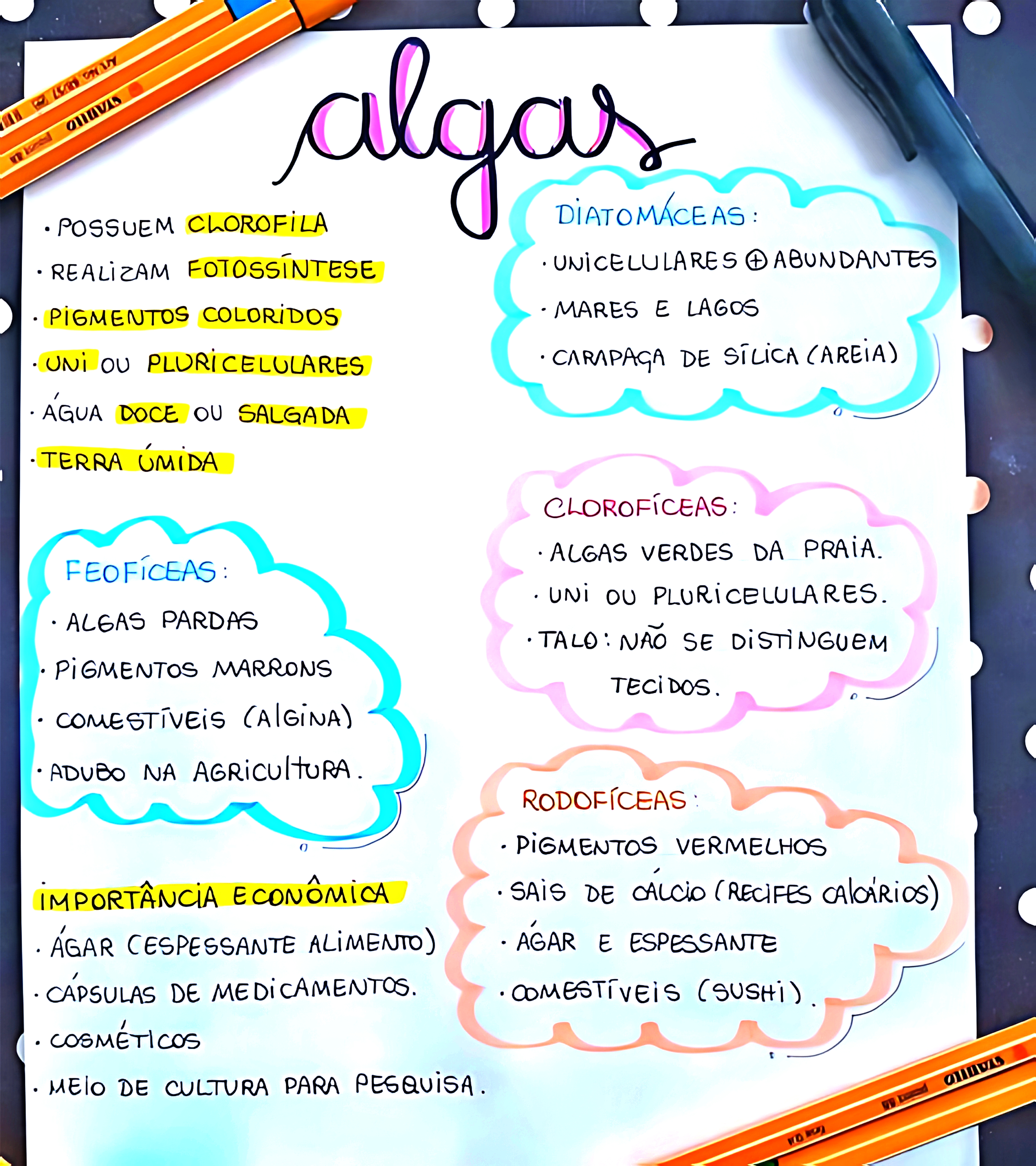 MAPA MENTAL SOBRE ALGAS