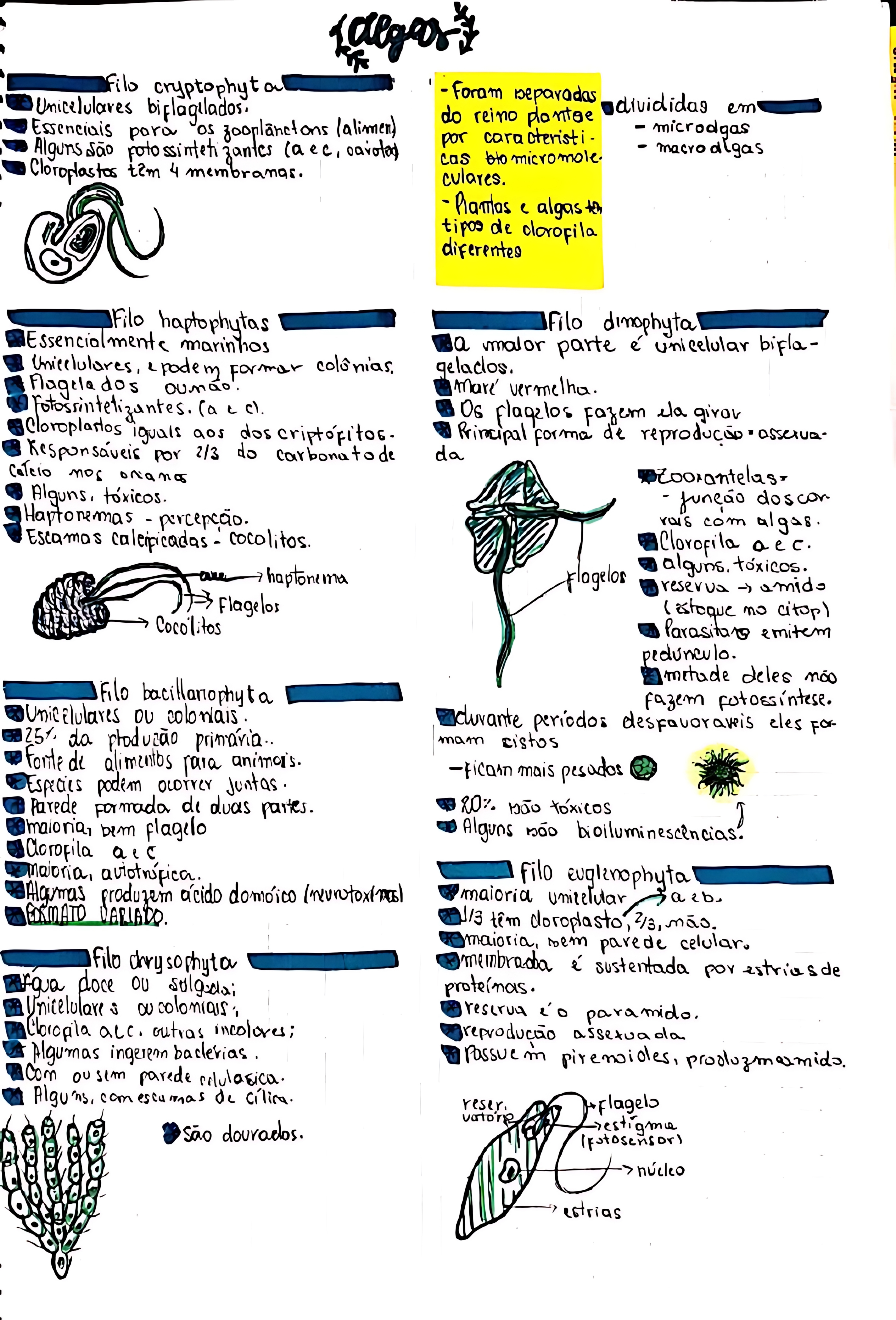 MAPA MENTAL SOBRE ALGAS
