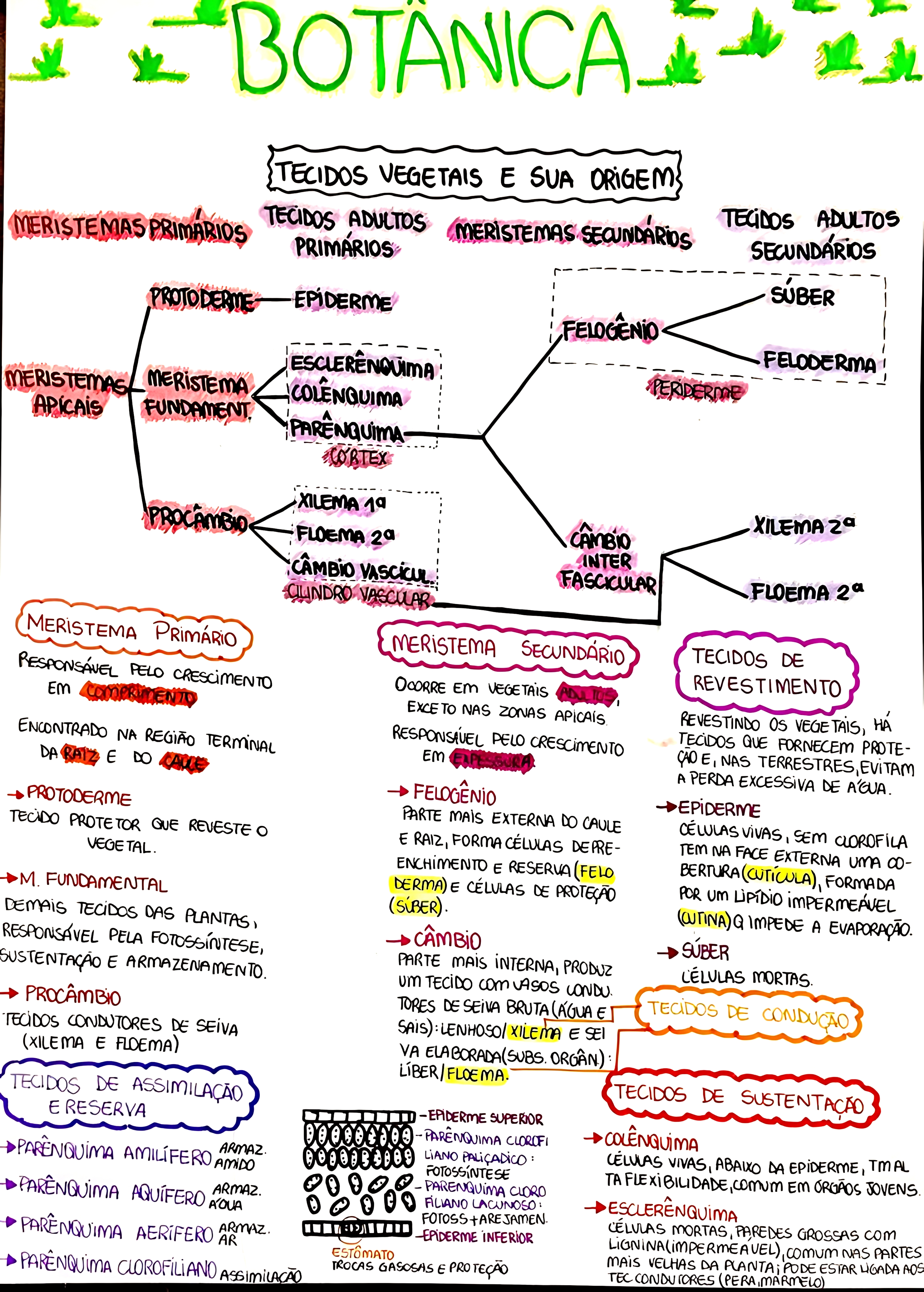 MAPA MENTAL SOBRE BOTÂNICA