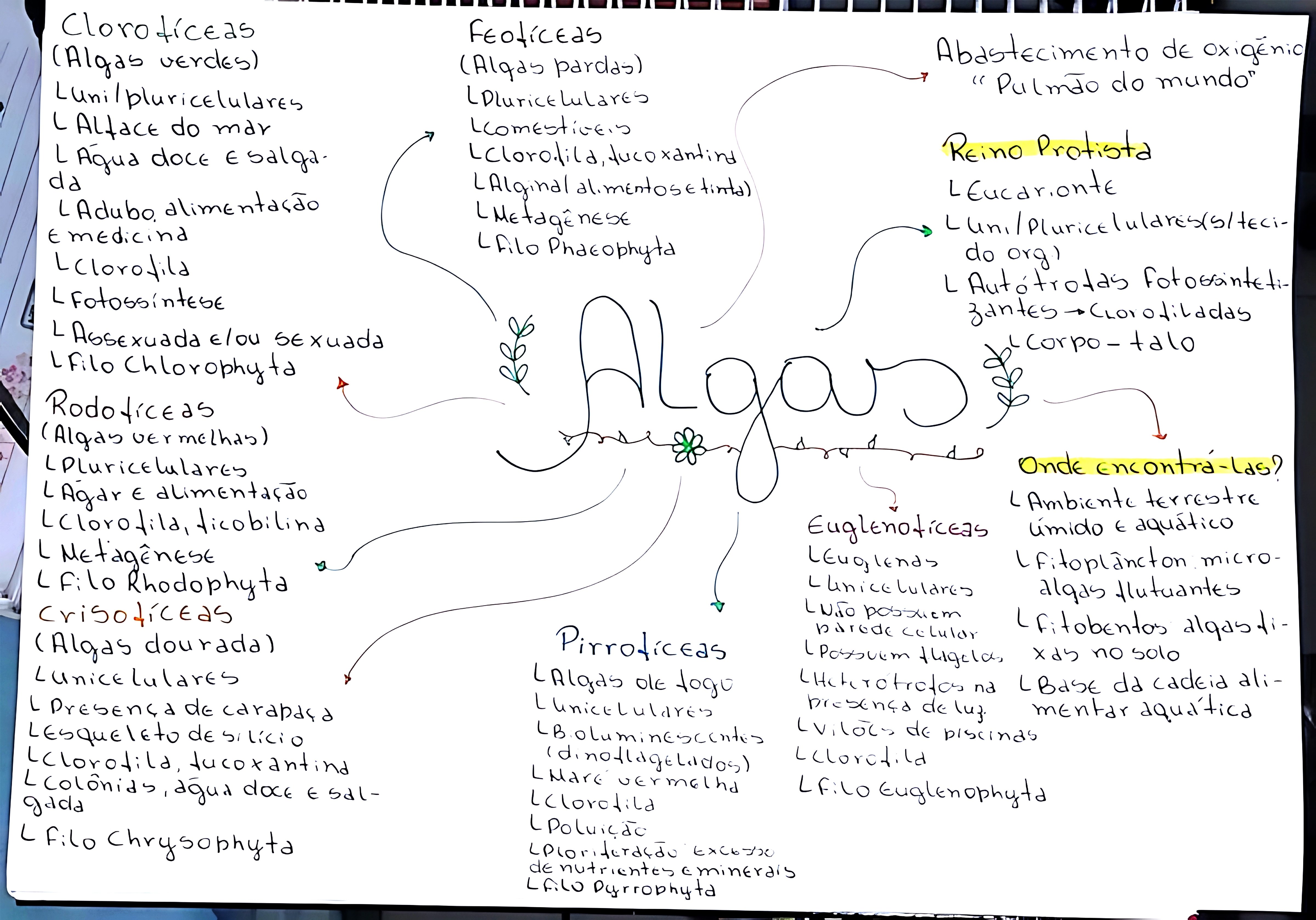 MAPA MENTAL SOBRE ALGAS