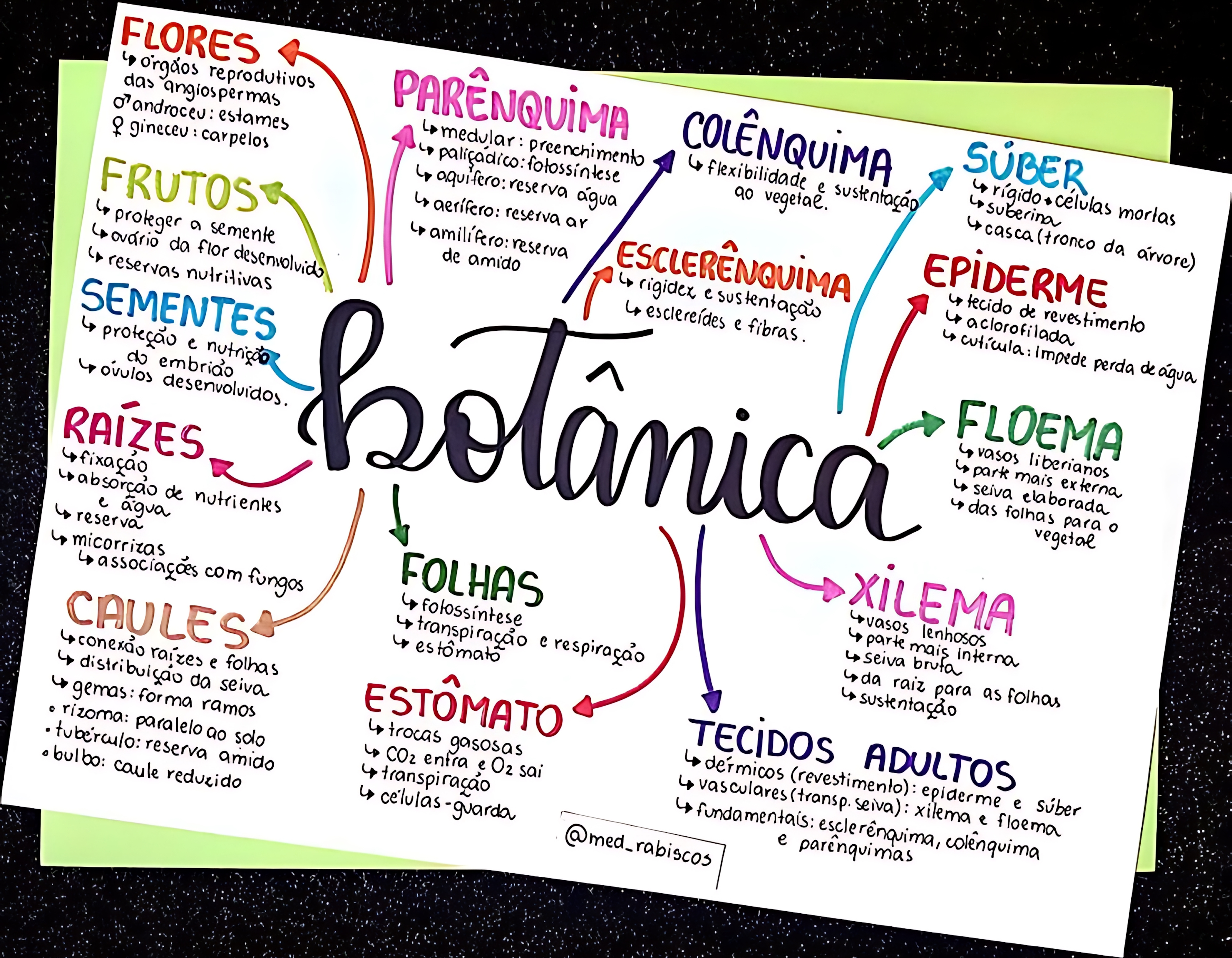 MAPA MENTAL SOBRE BOTÂNICA