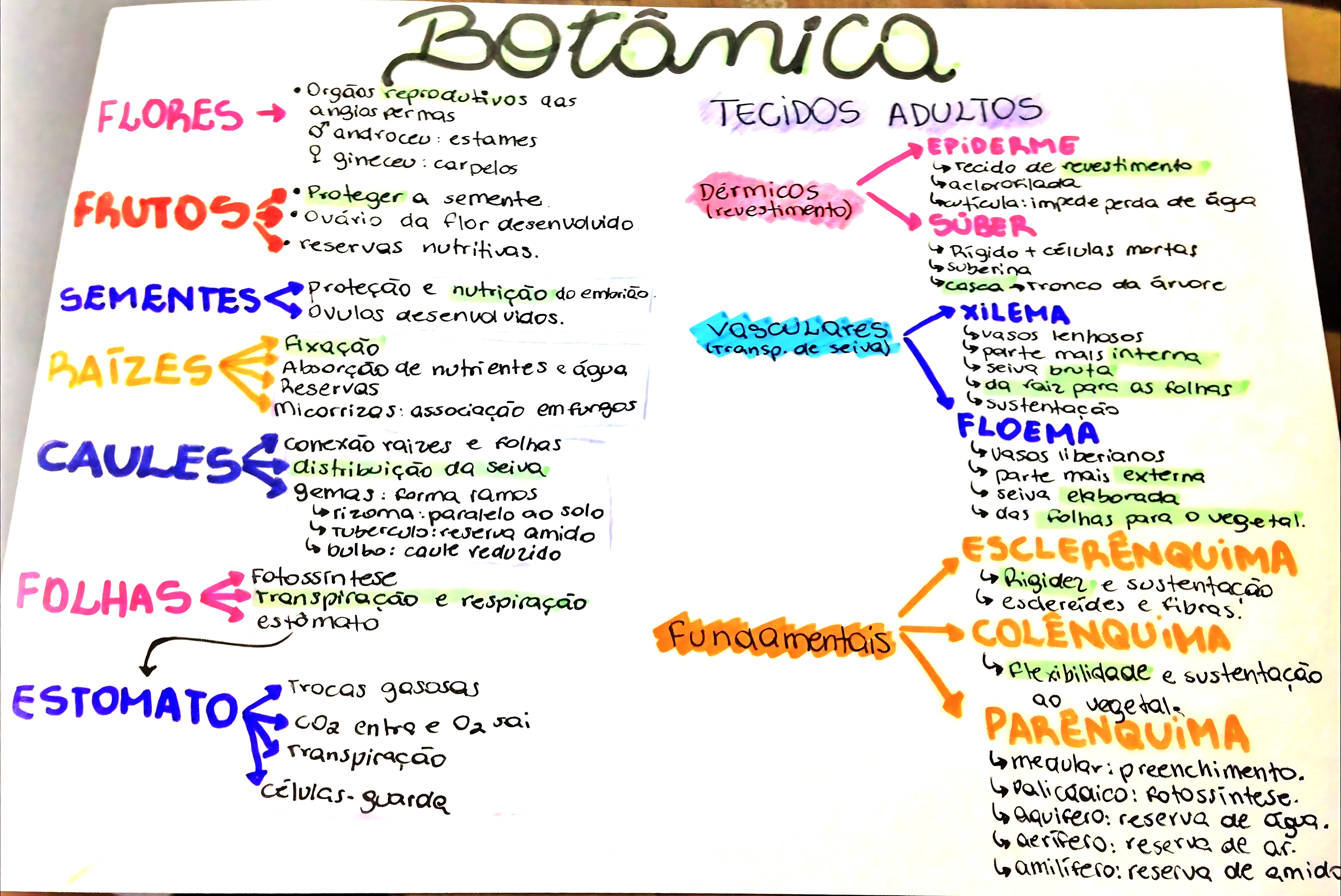 MAPA MENTAL SOBRE BOTÂNICA