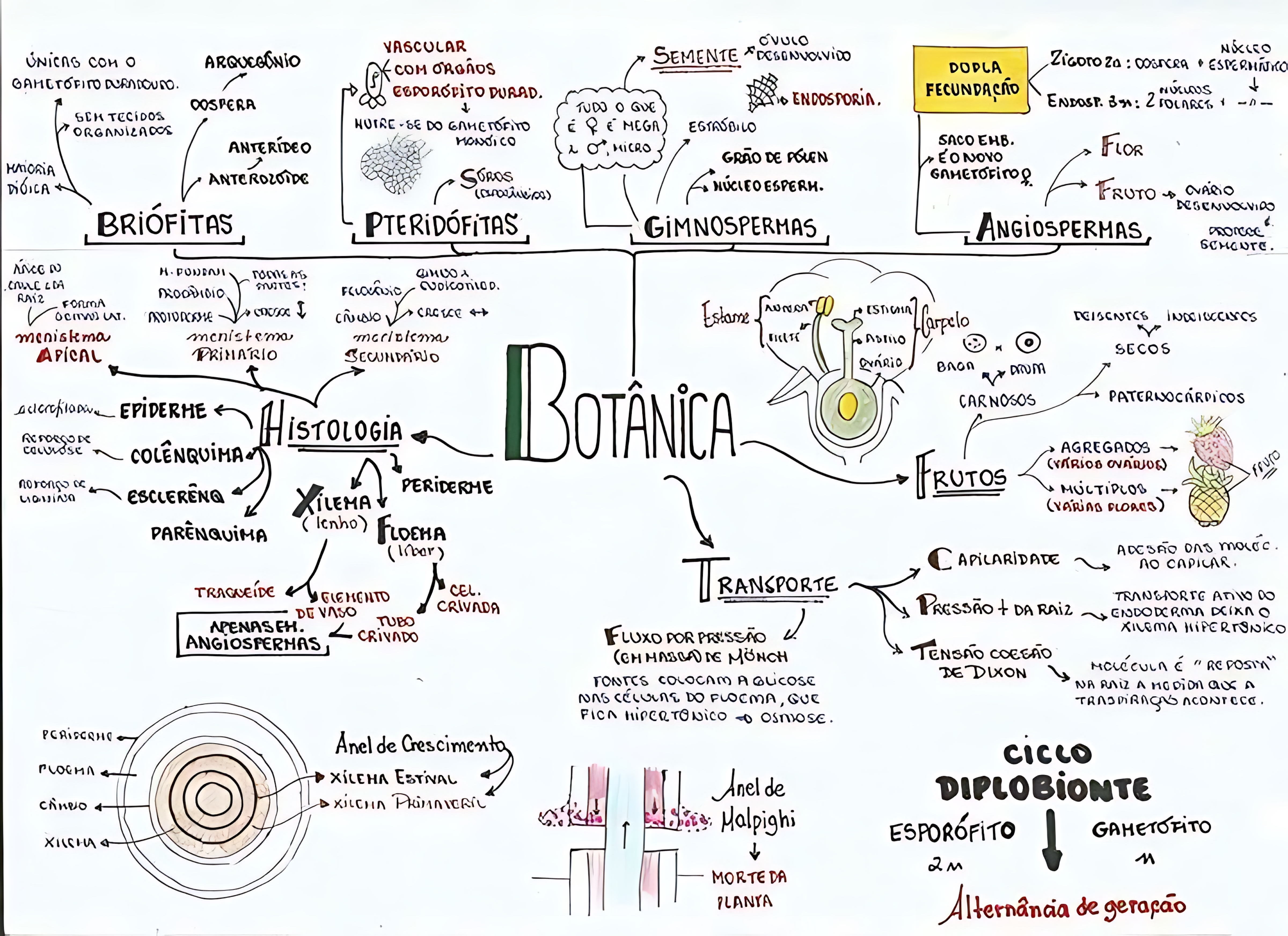 MAPA MENTAL SOBRE BOTÂNICA