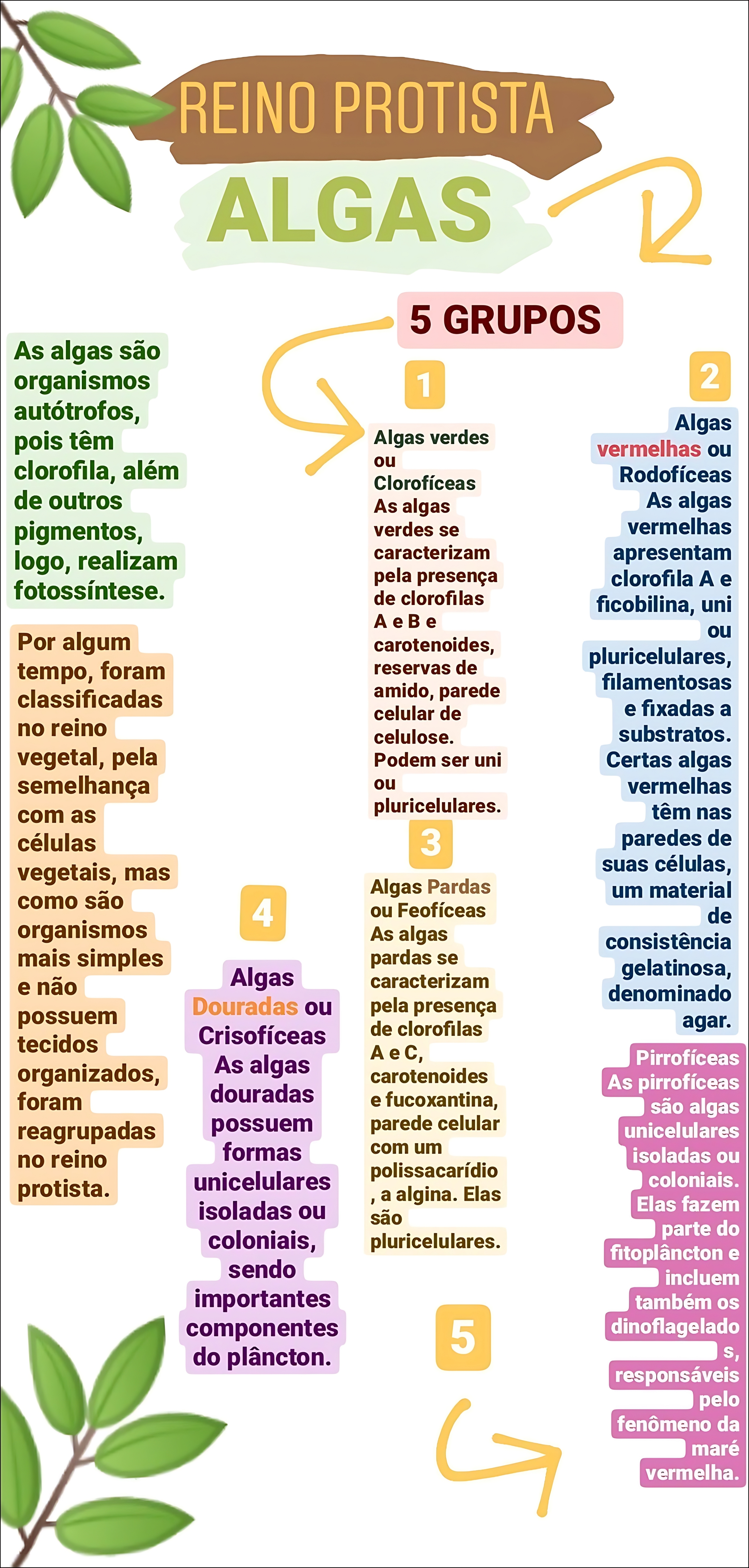 MAPA MENTAL SOBRE ALGAS