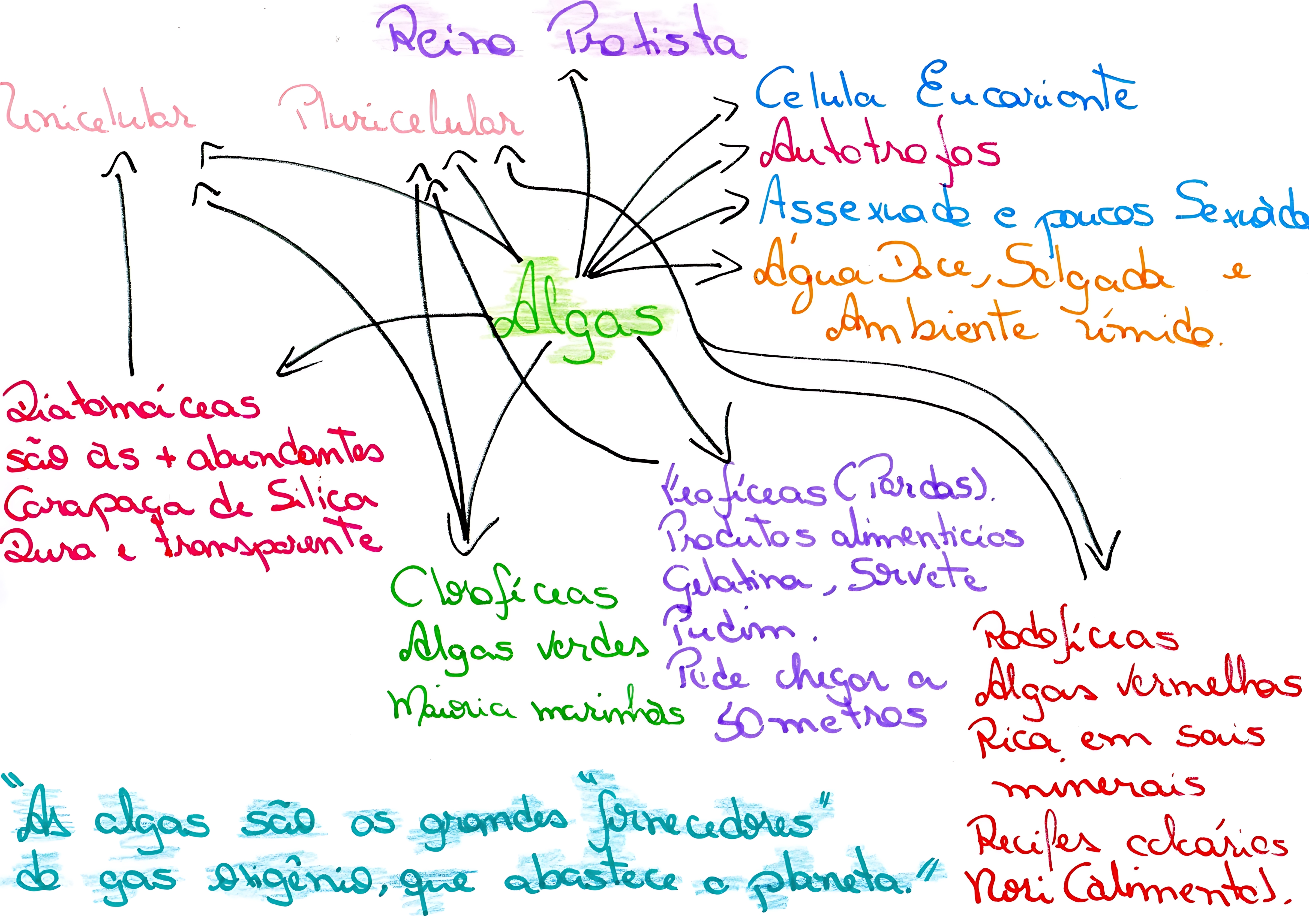 MAPA MENTAL SOBRE ALGAS