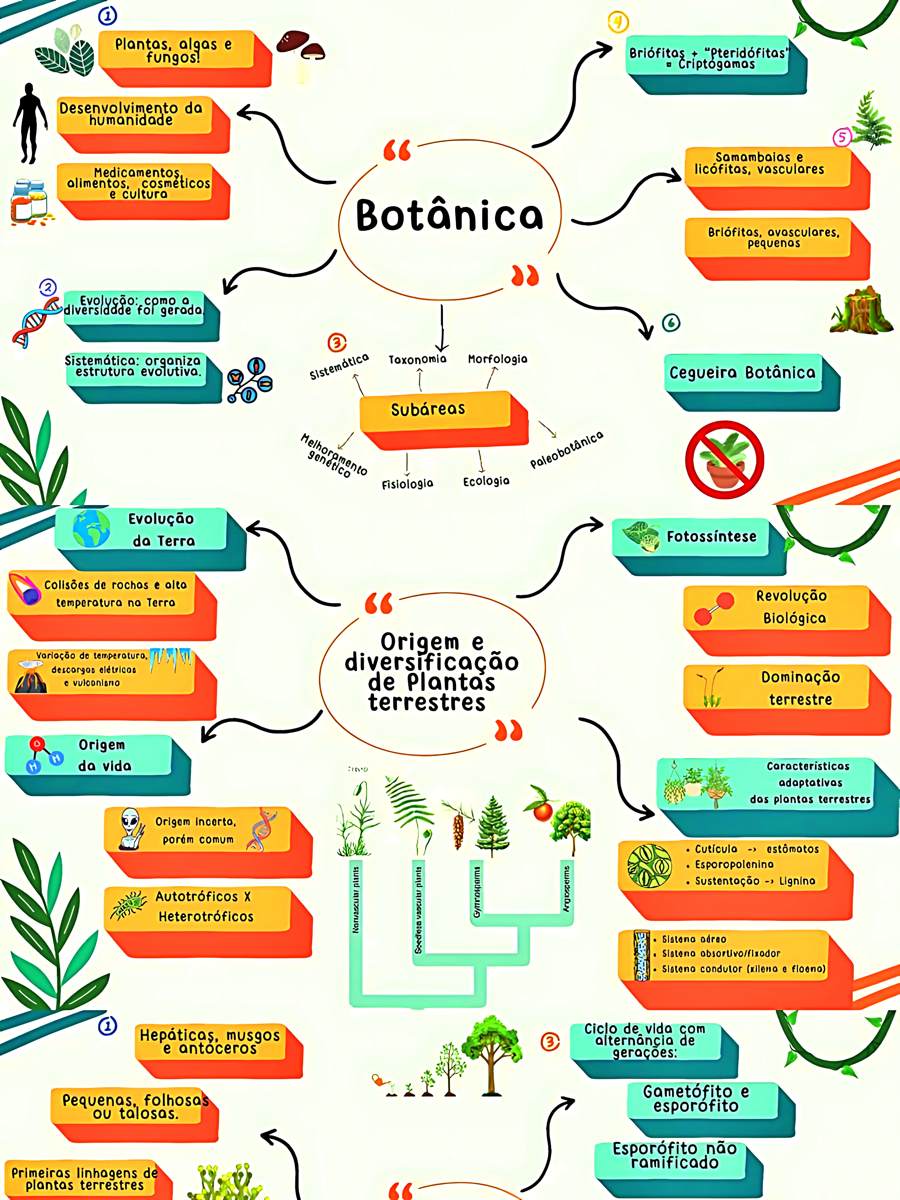 MAPA MENTAL SOBRE BOTÂNICA