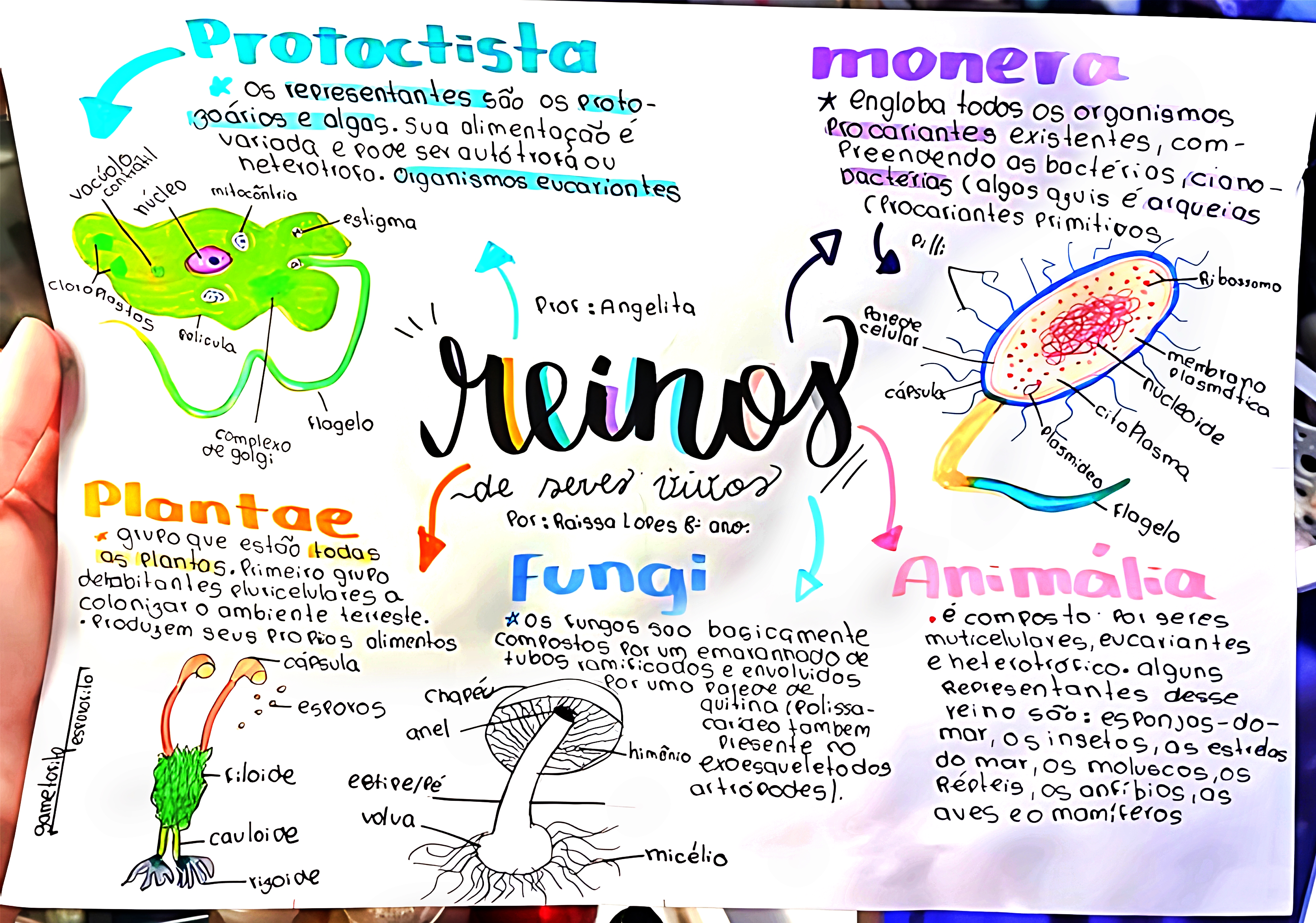 MAPA MENTAL SOBRE REINOS DOS SERES VIVOS