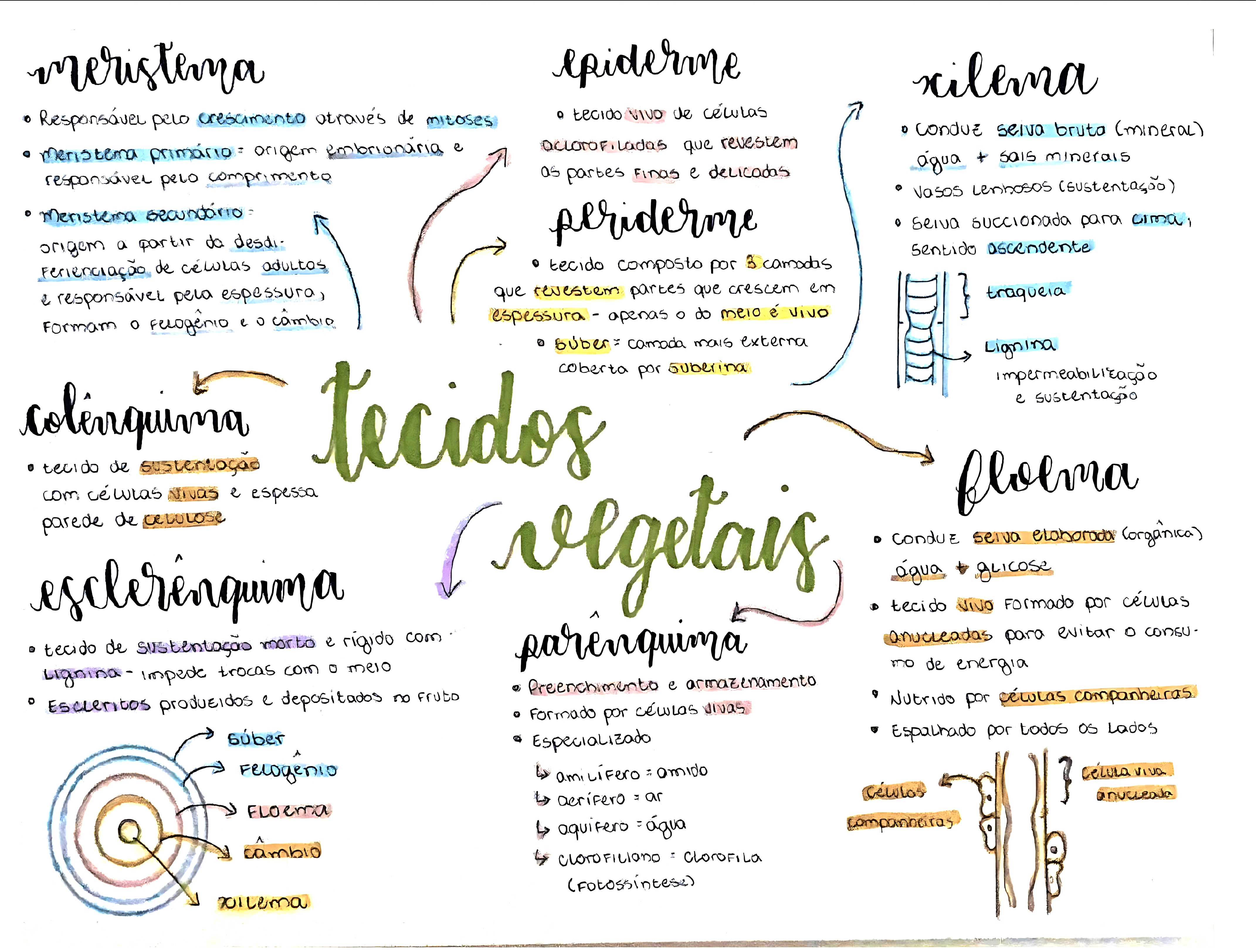 MAPA MENTAL SOBRE TECIDOS VEGETAIS