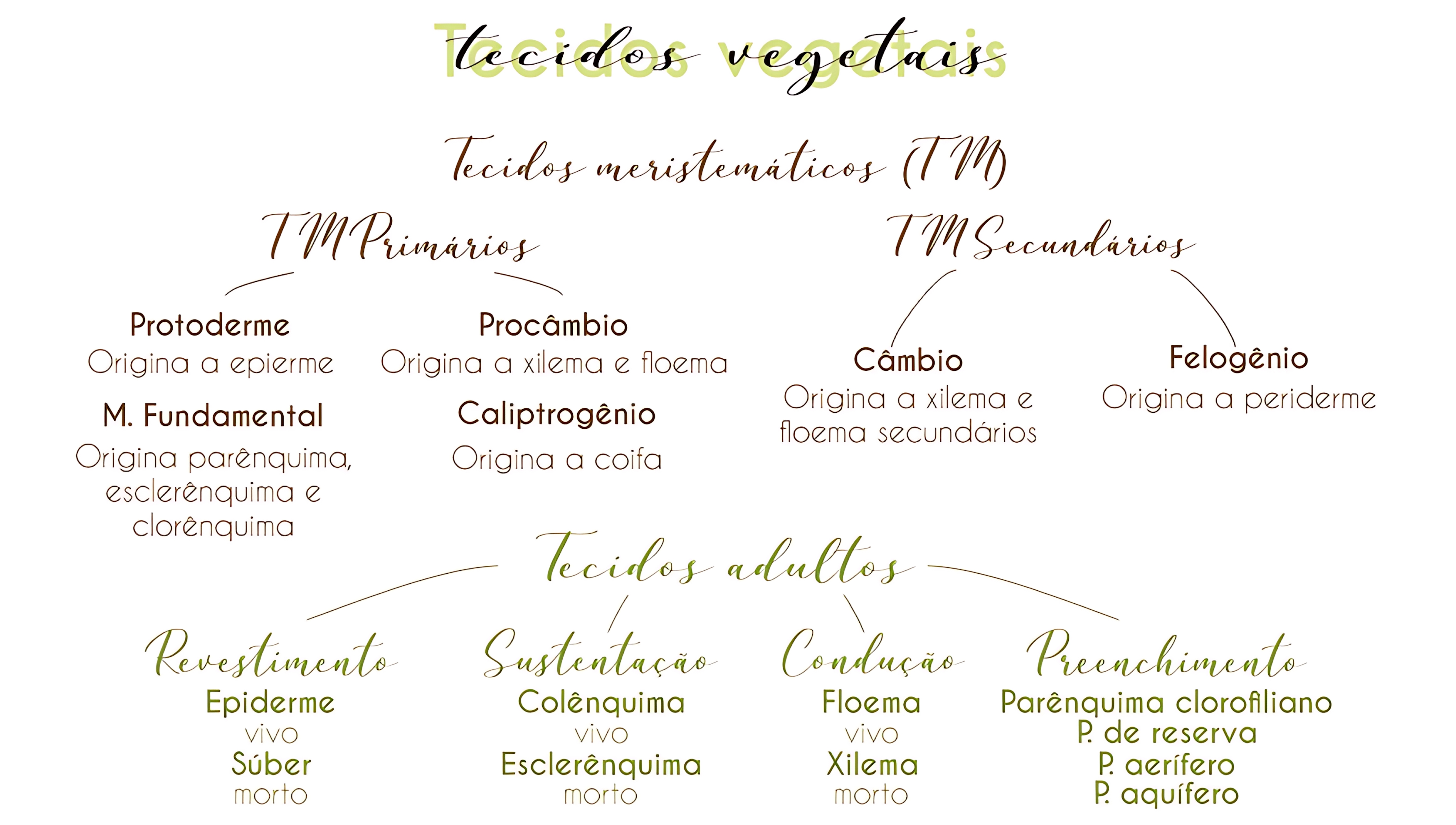 MAPA MENTAL SOBRE TECIDOS VEGETAIS