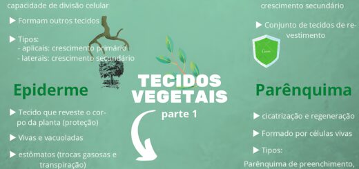 MAPA MENTAL SOBRE TECIDOS VEGETAIS