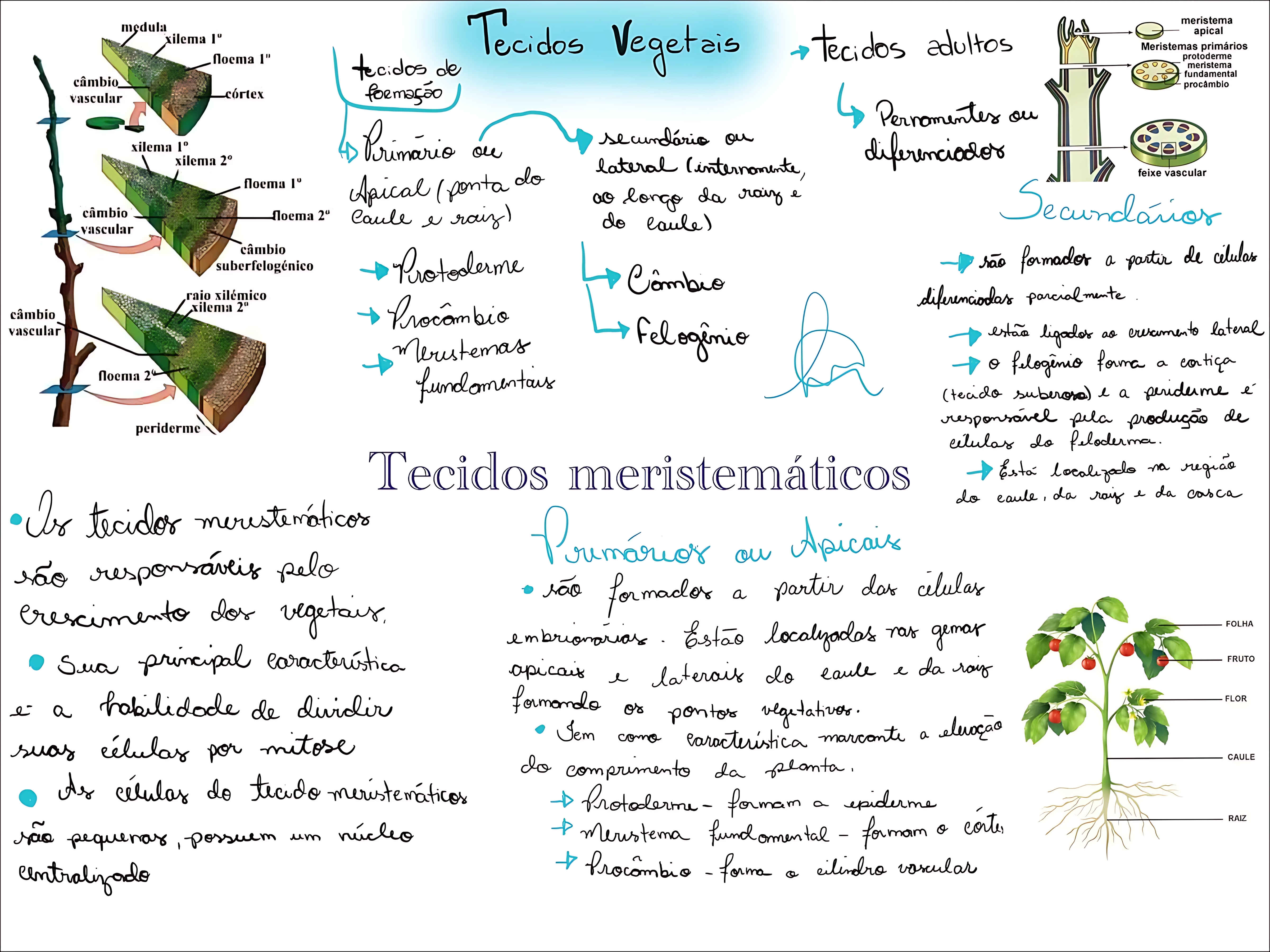 MAPA MENTAL SOBRE TECIDOS VEGETAIS