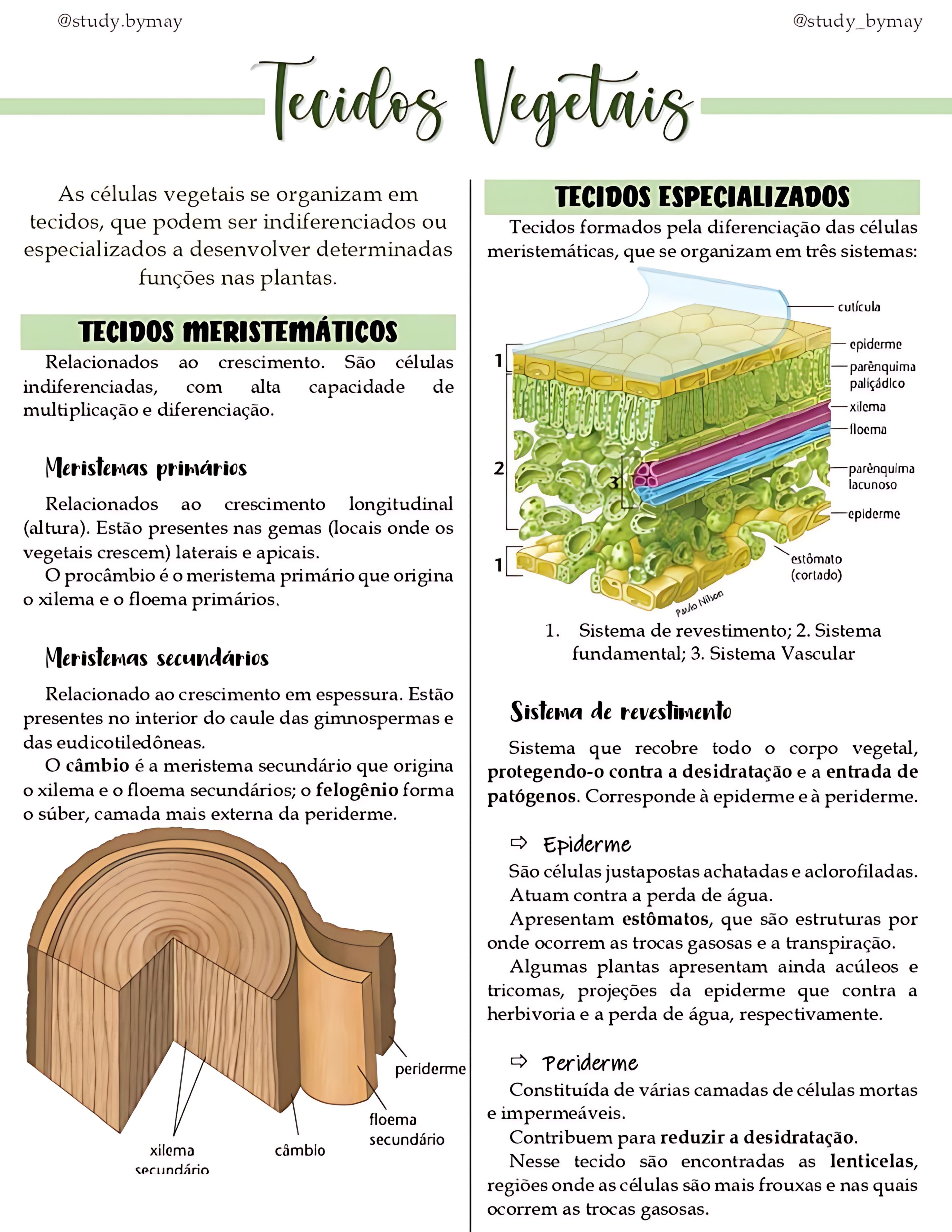 MAPA MENTAL SOBRE TECIDOS VEGETAIS