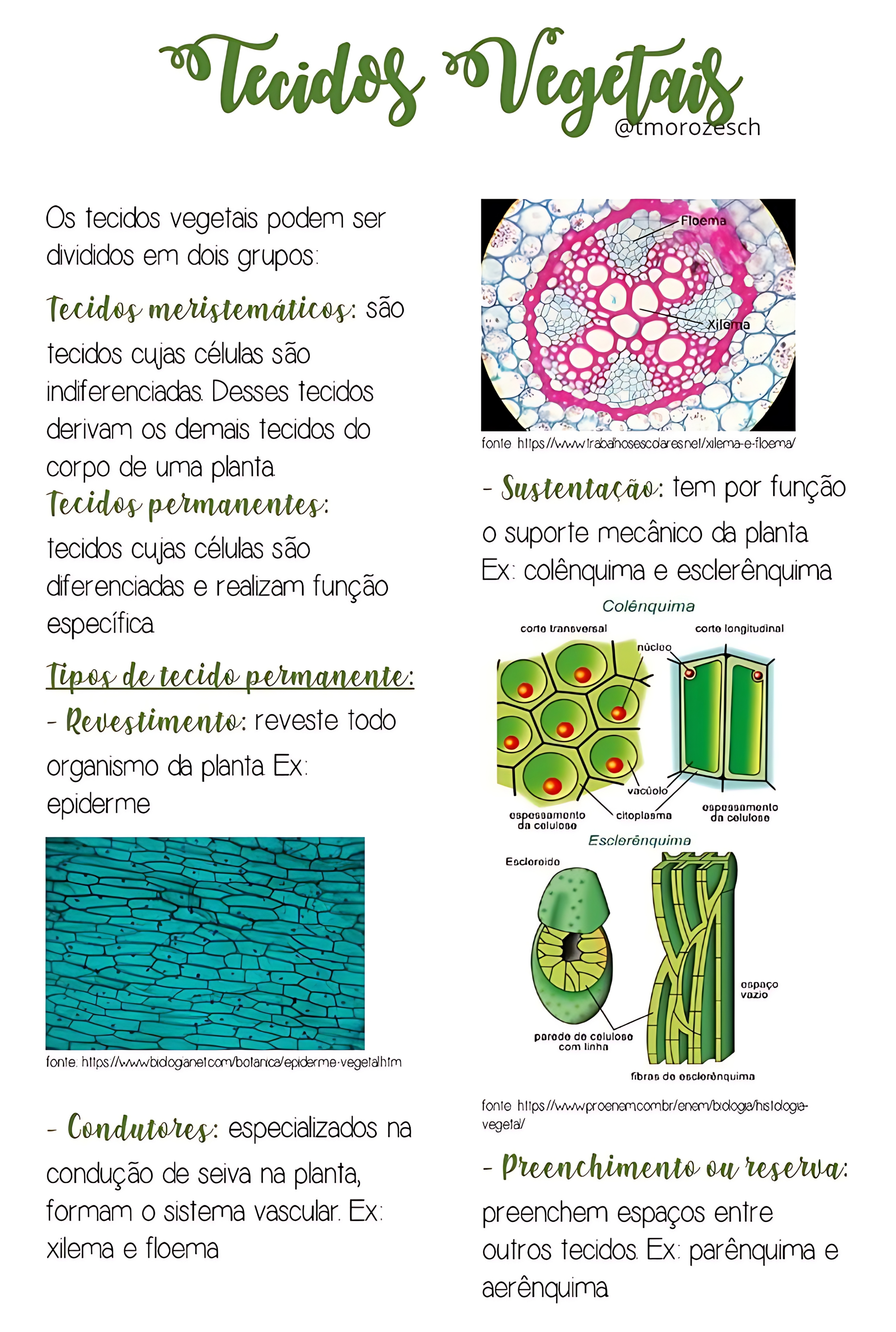 MAPA MENTAL SOBRE TECIDOS VEGETAIS