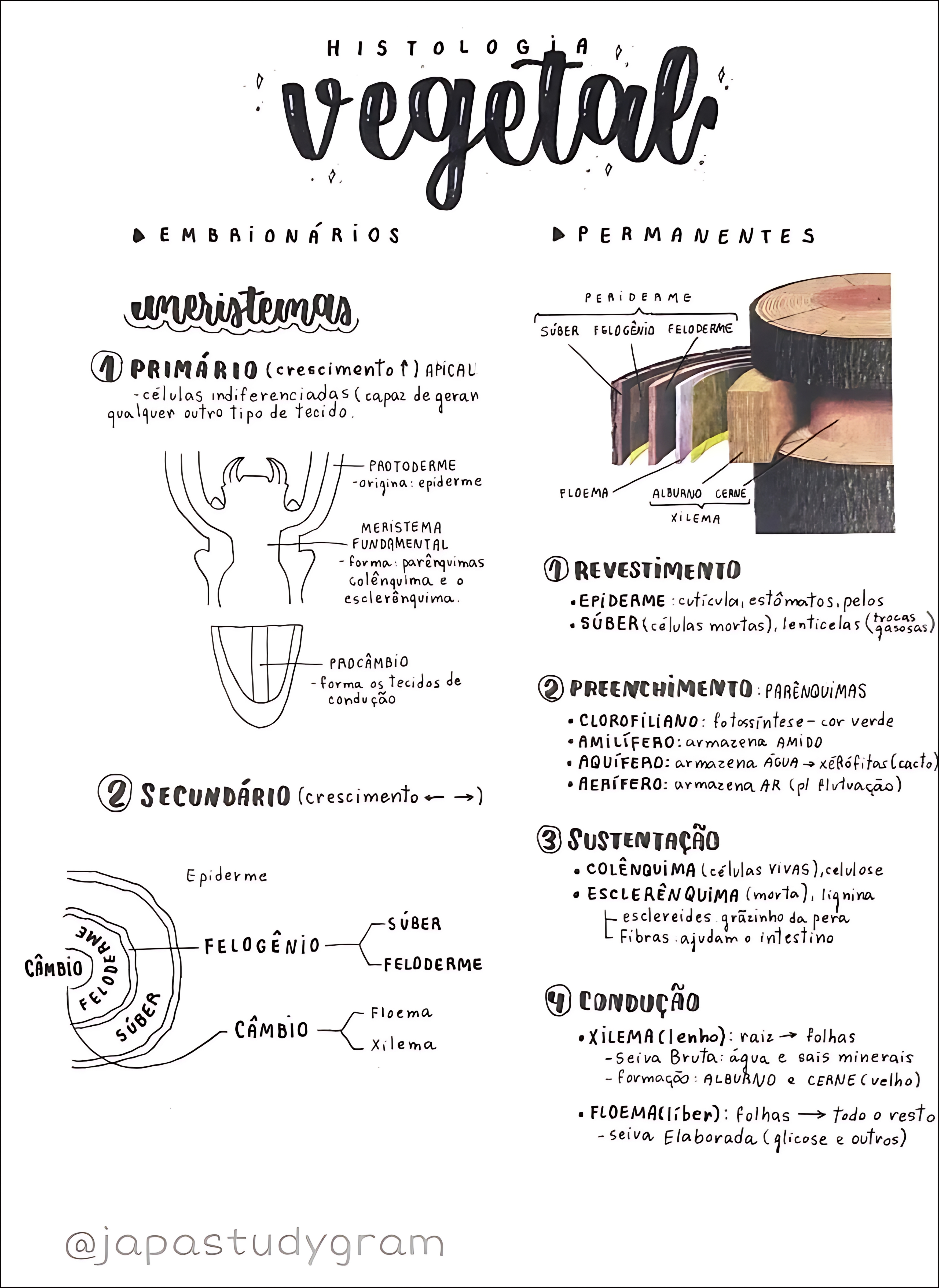 MAPA MENTAL SOBRE TECIDOS VEGETAIS