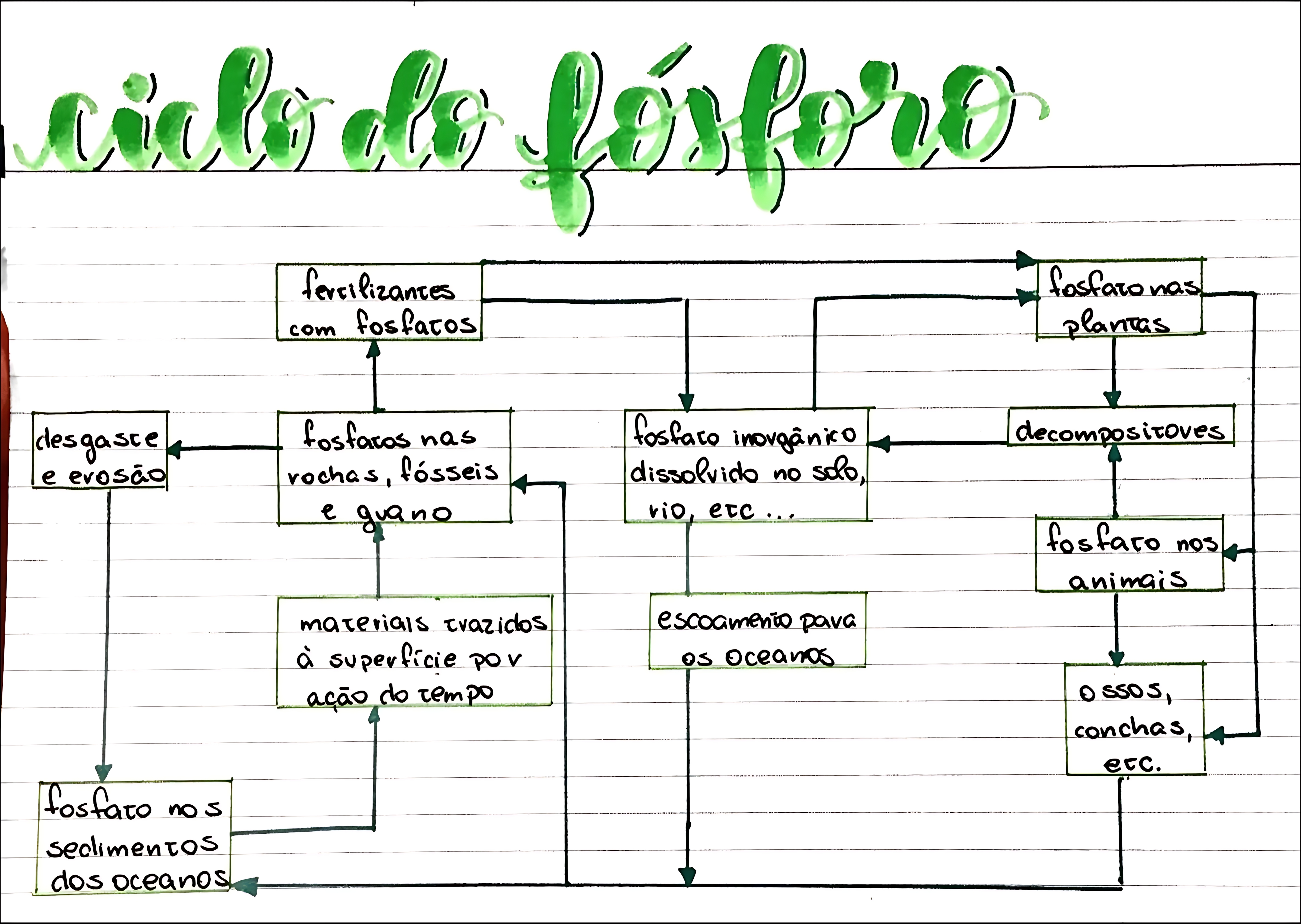 MAPA MENTAL SOBRE CICLO DO FOSFORO