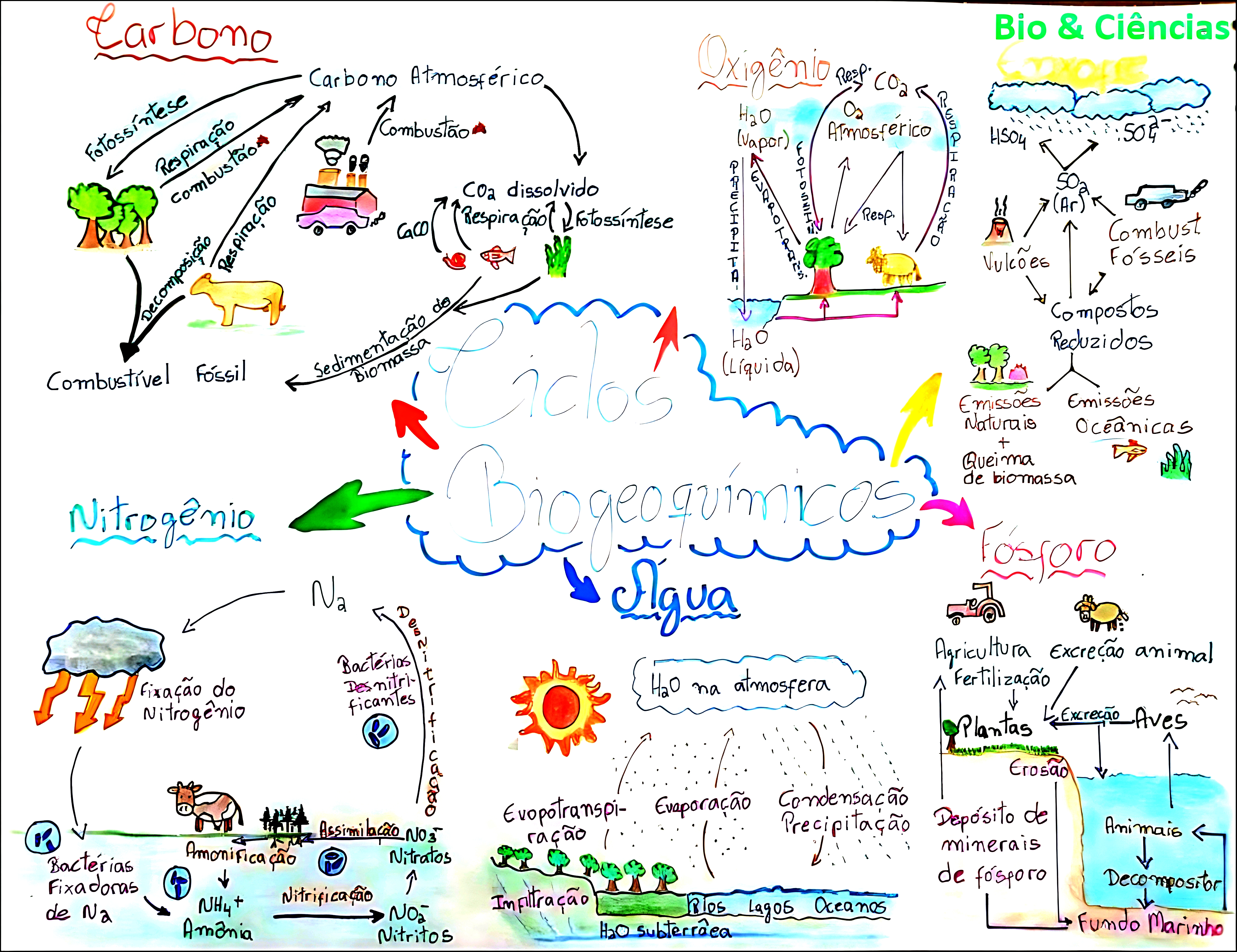 MAPA MENTAL SOBRE CICLO DO FOSFORO
