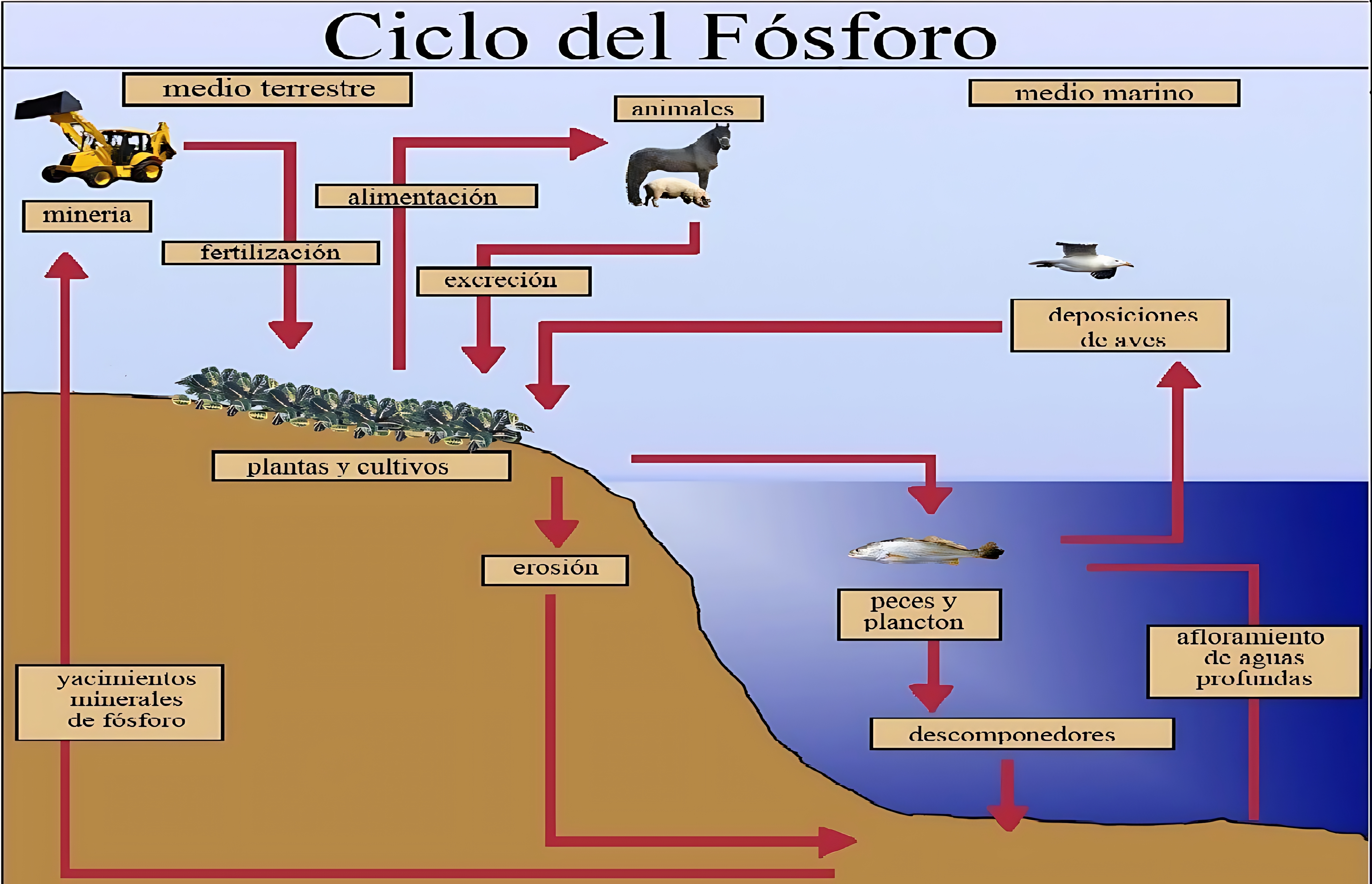 MAPA MENTAL SOBRE CICLO DO FOSFORO