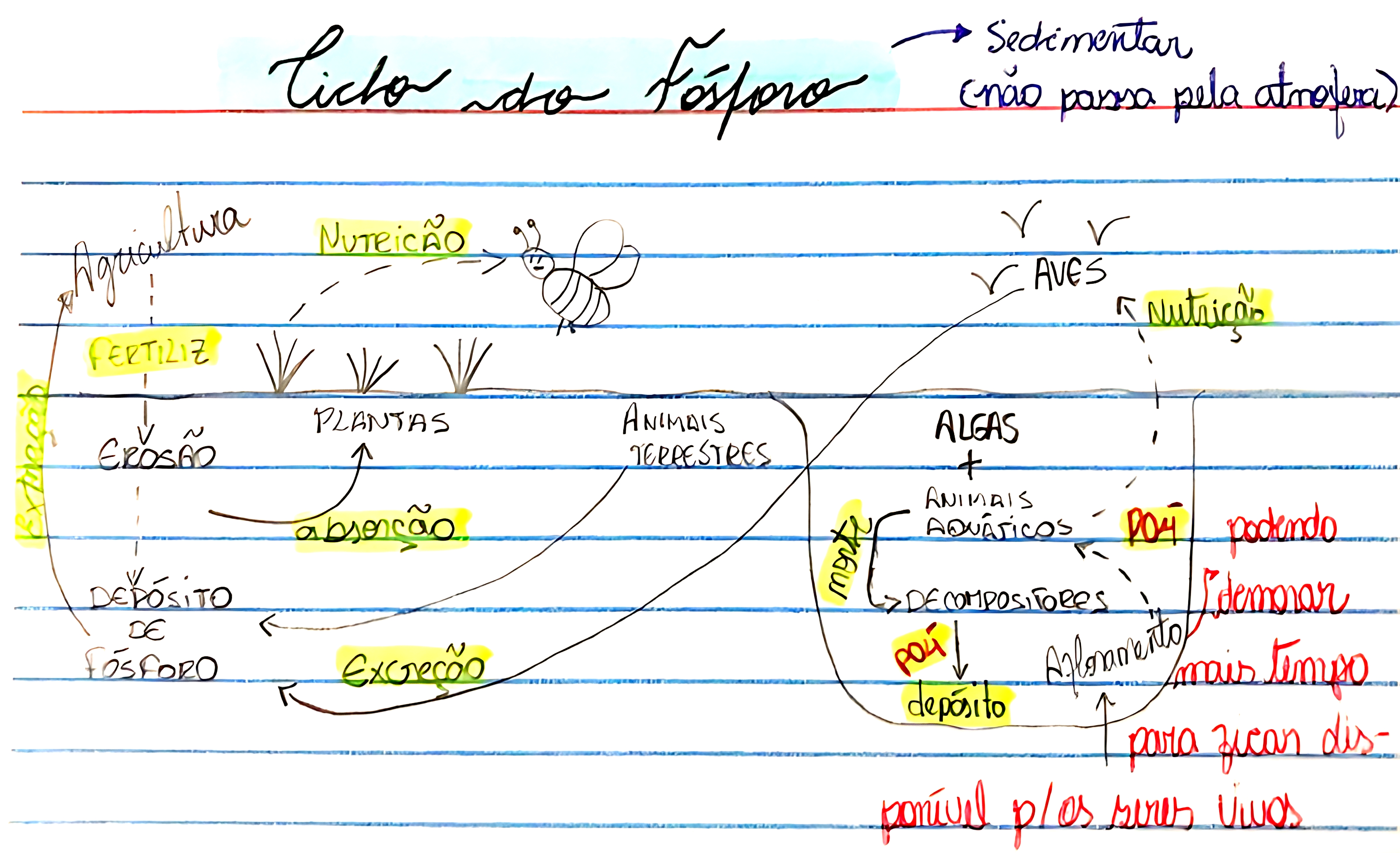 MAPA MENTAL SOBRE CICLO DO FOSFORO