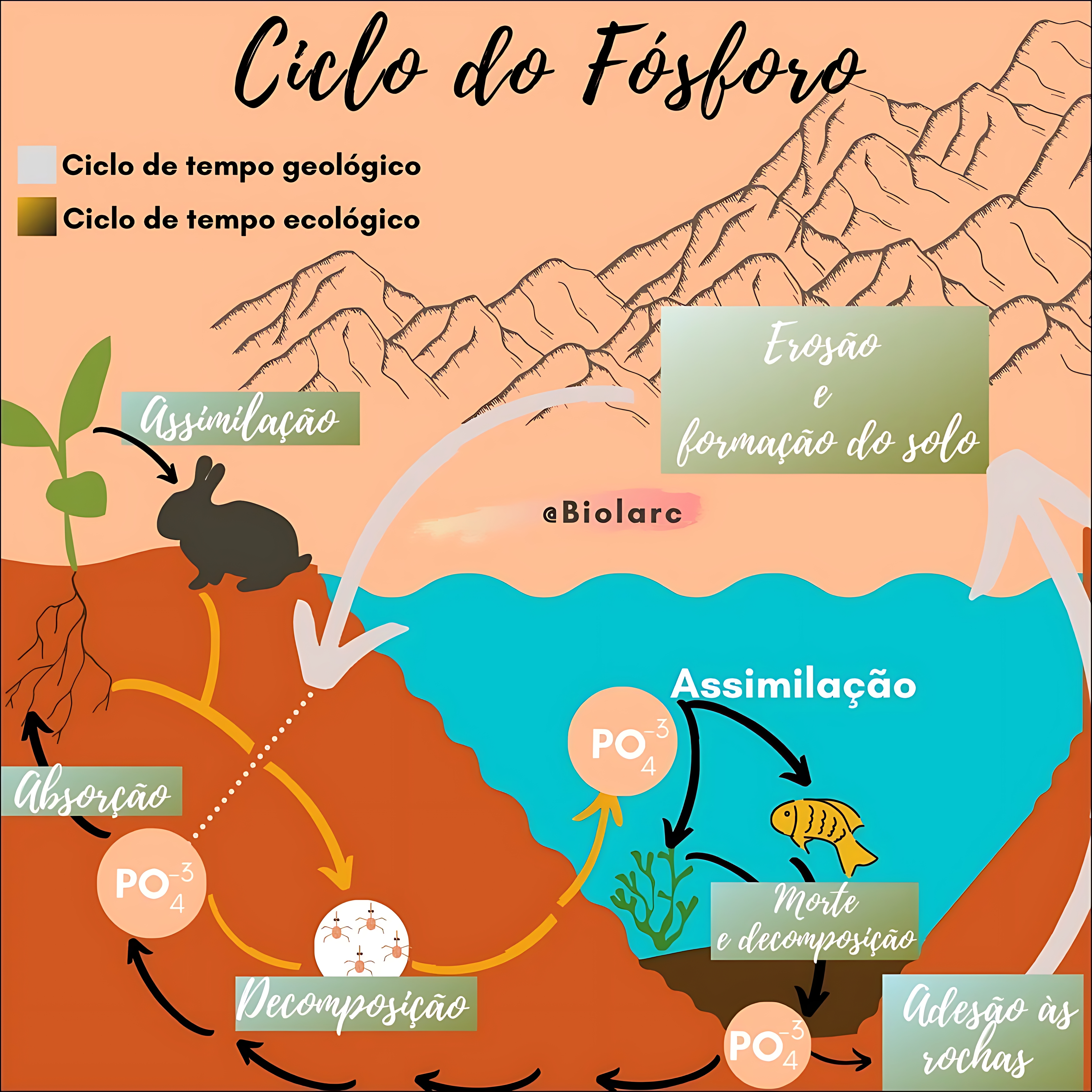 MAPA MENTAL SOBRE CICLO DO FOSFORO