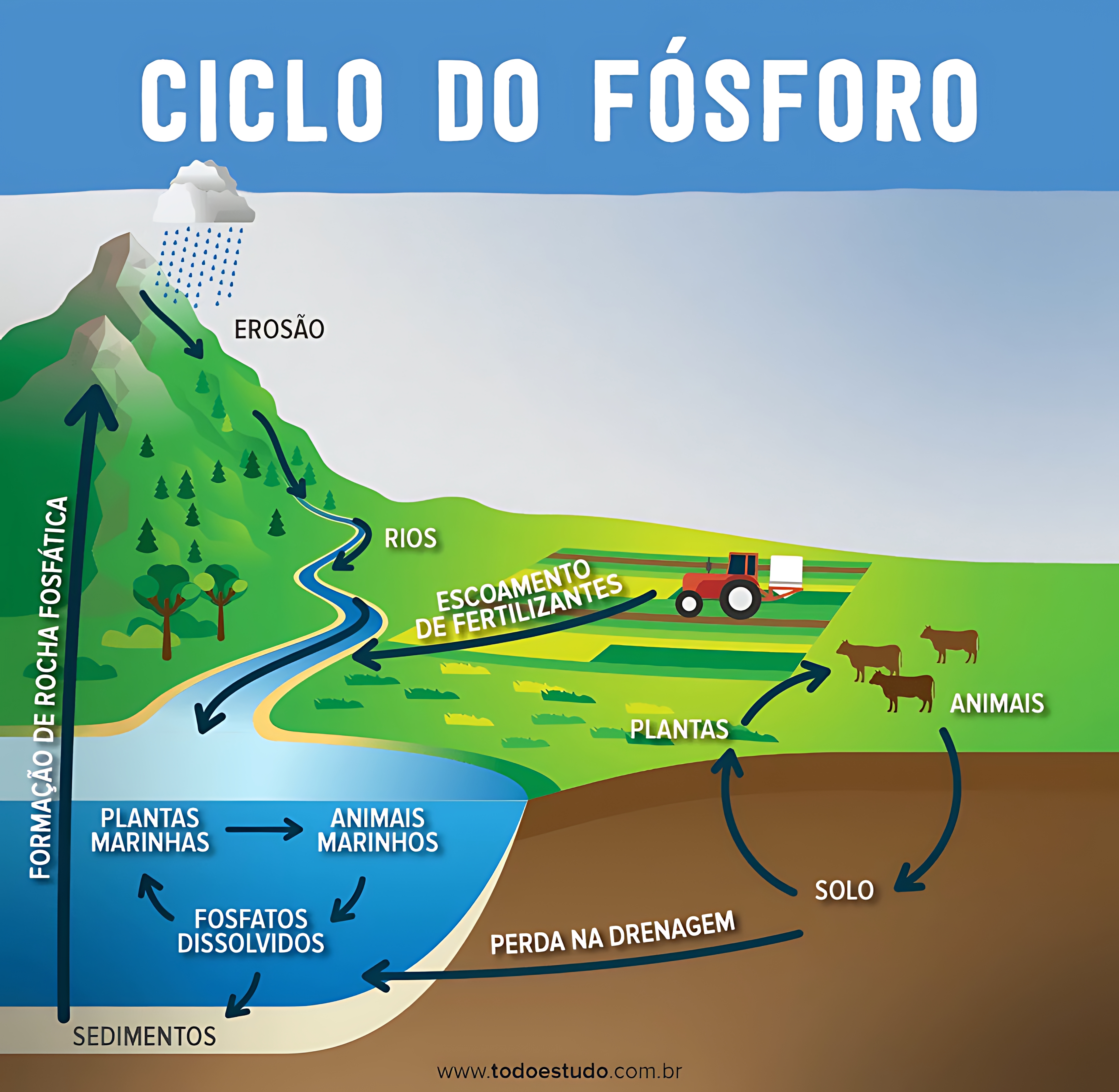 MAPA MENTAL SOBRE CICLO DO FOSFORO