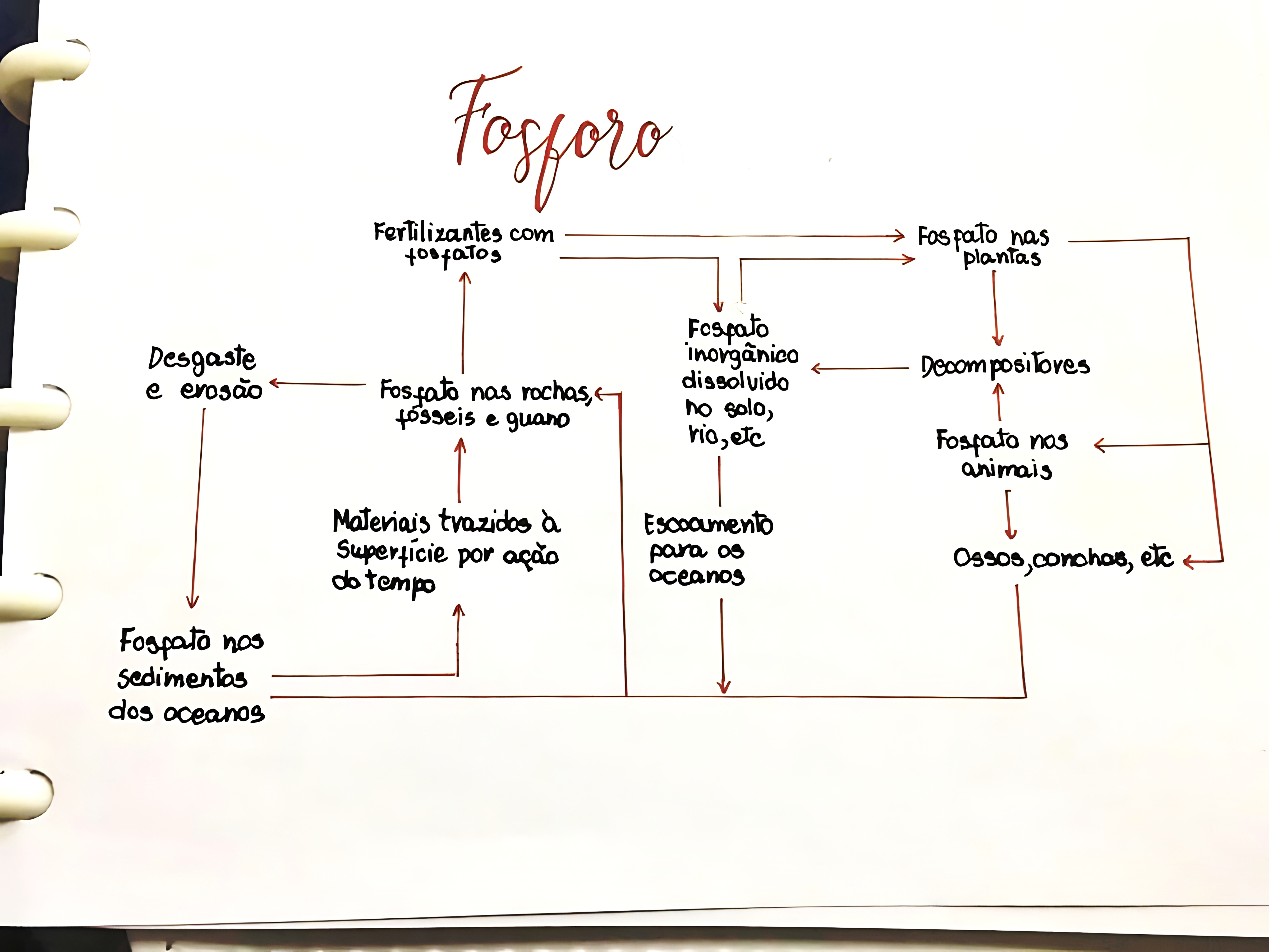 MAPA MENTAL SOBRE CICLO DO FOSFORO
