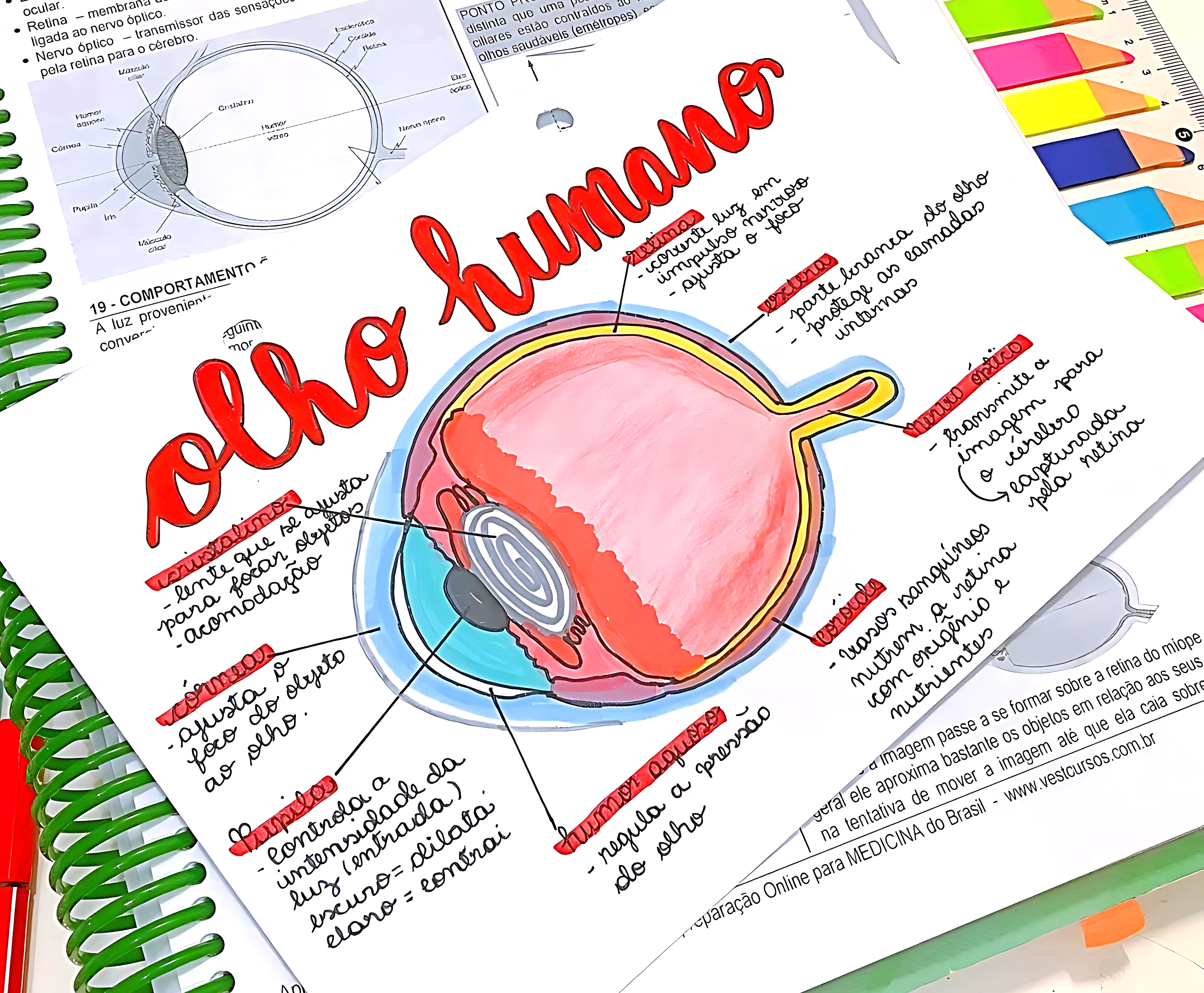 MAPA MENTAL SOBRE OLHO HUMANO