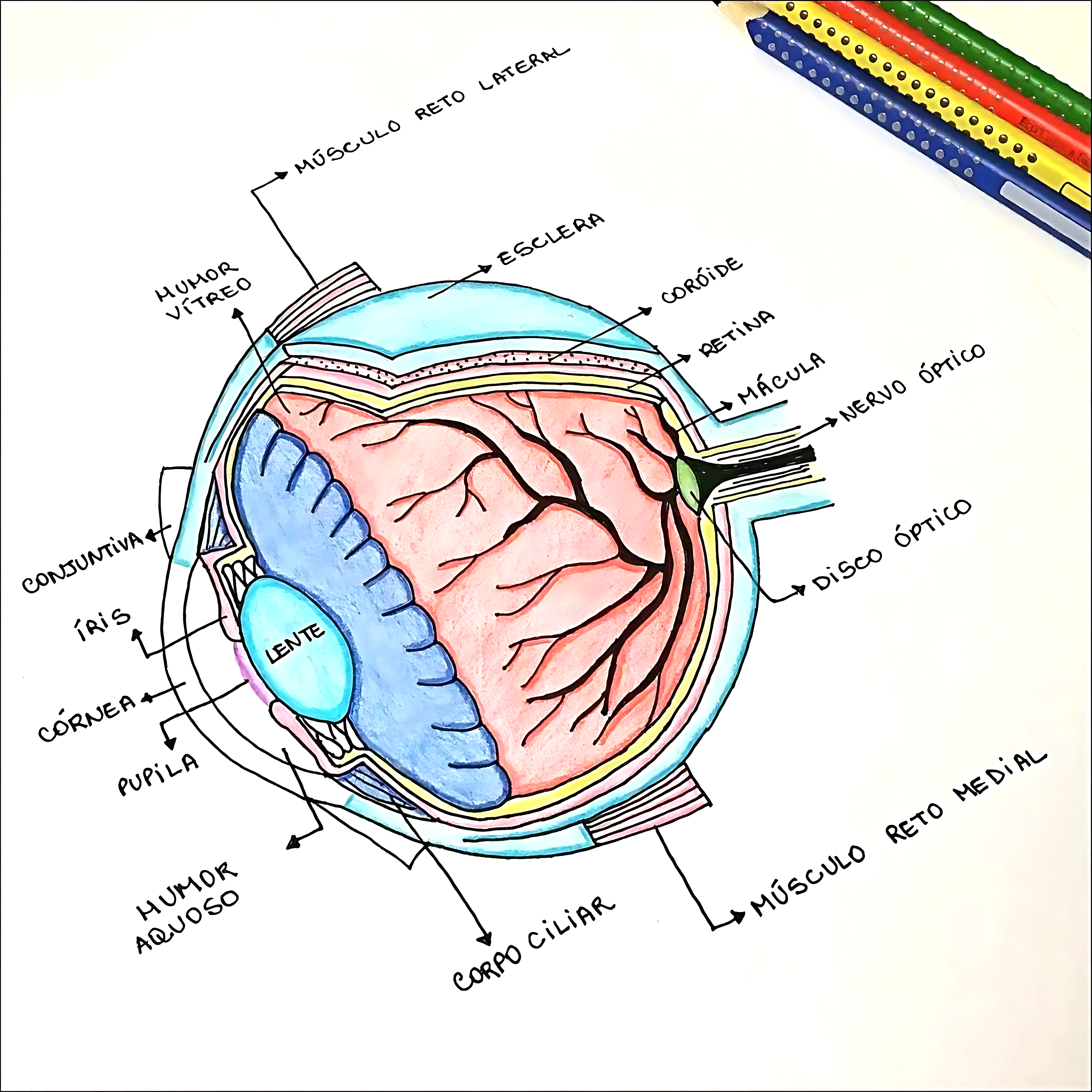 MAPA MENTAL SOBRE OLHO HUMANO