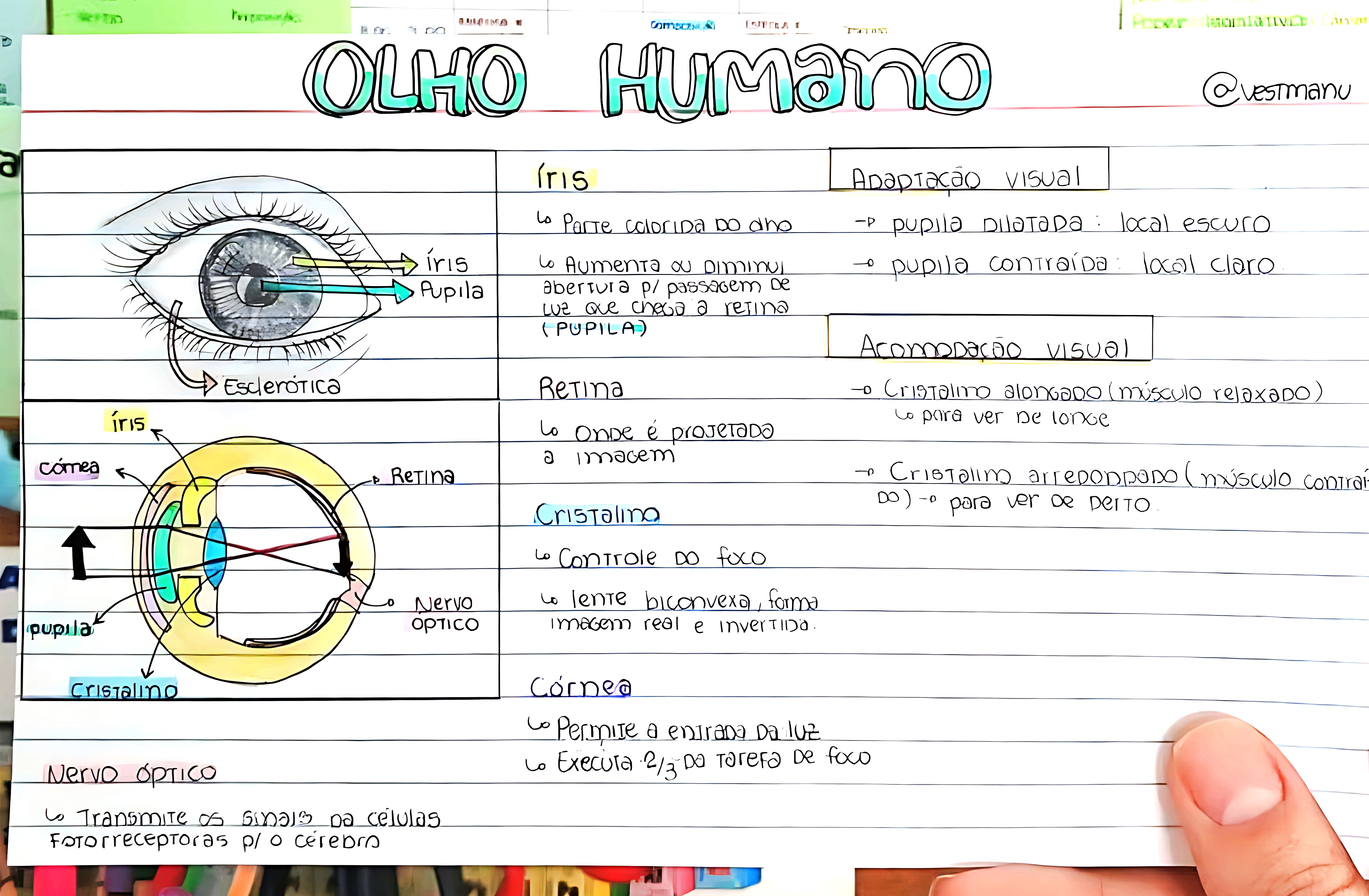 MAPA MENTAL SOBRE OLHO HUMANO