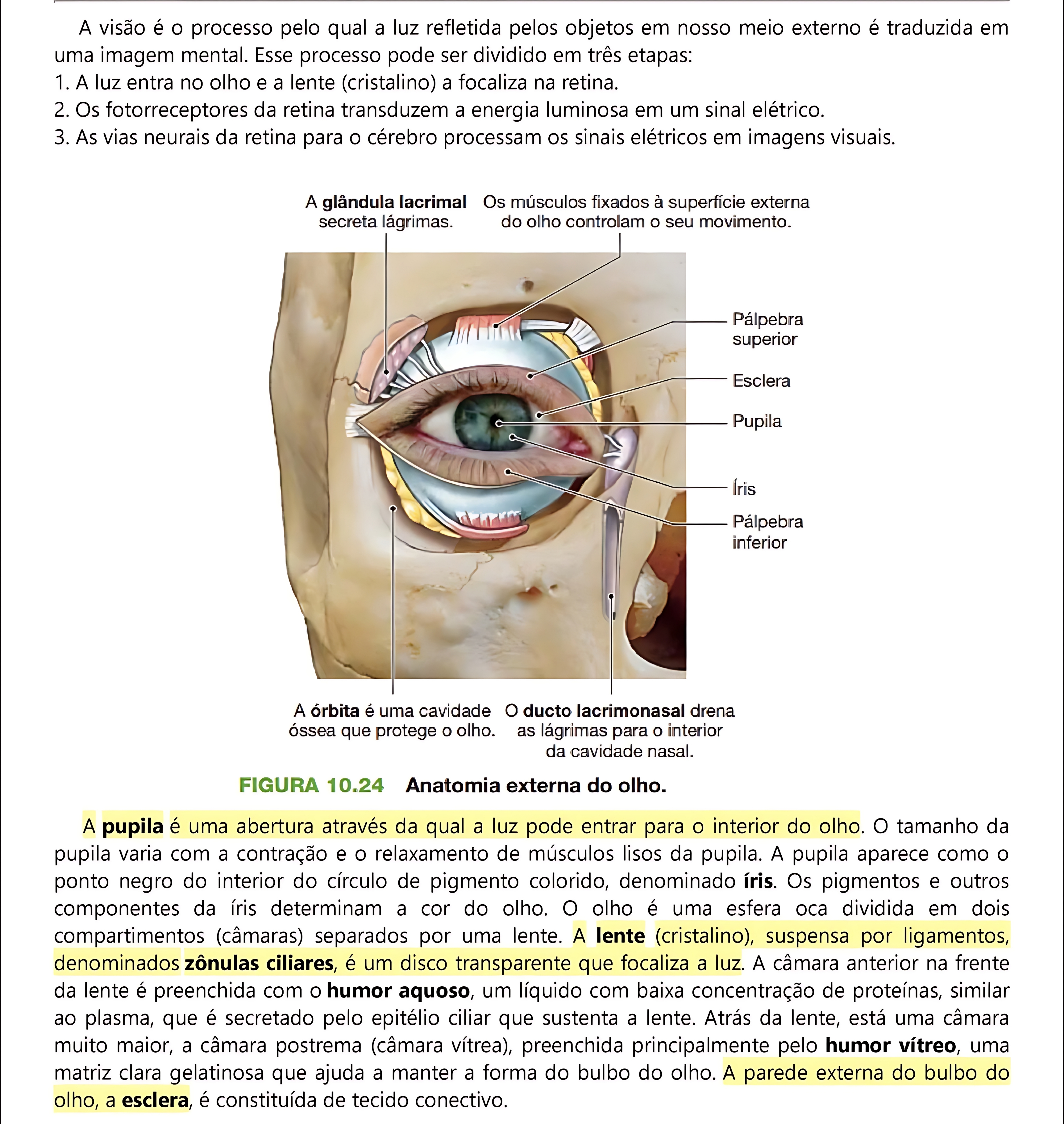 MAPA MENTAL SOBRE OLHO HUMANO