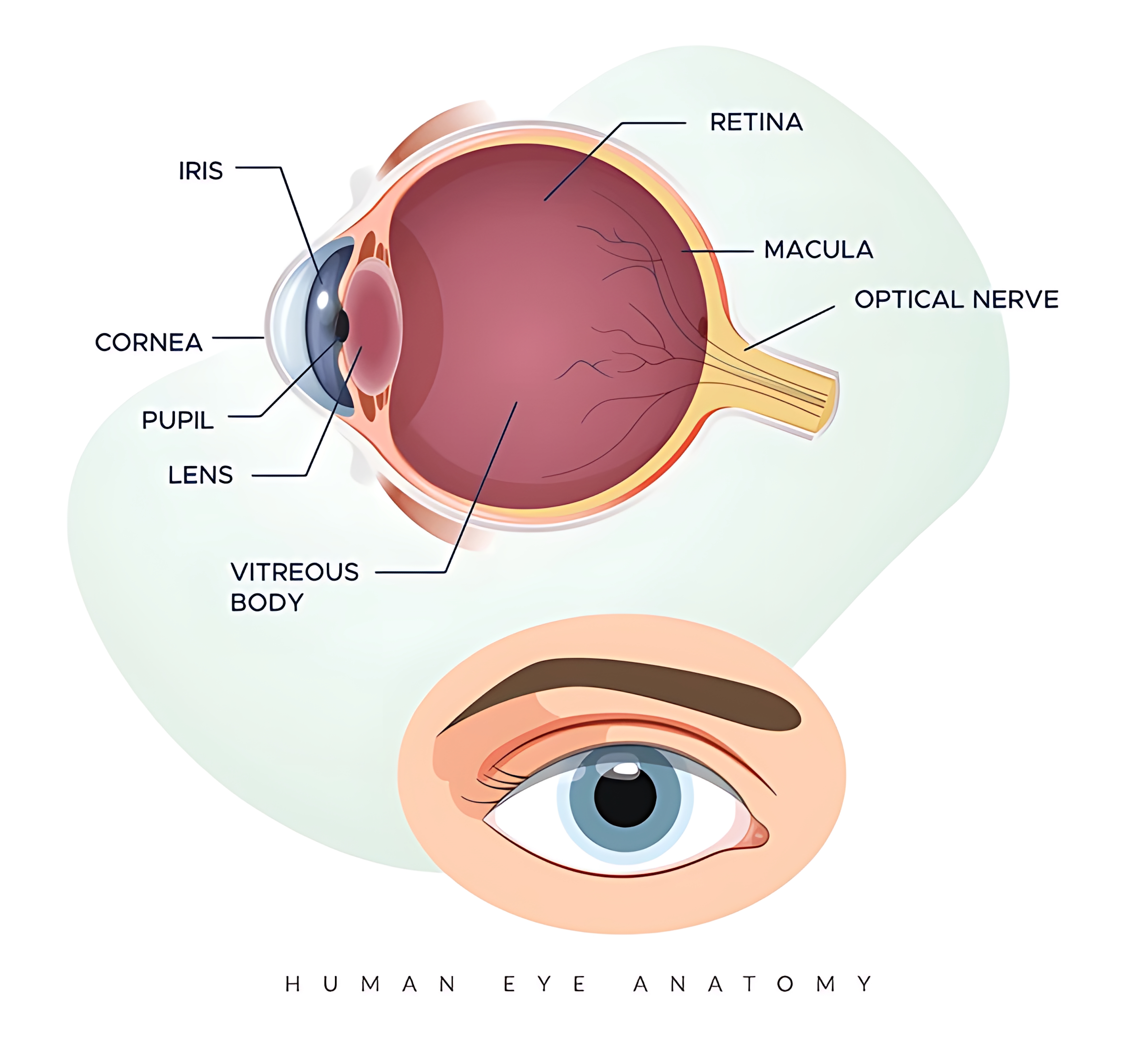 MAPA MENTAL SOBRE OLHO HUMANO