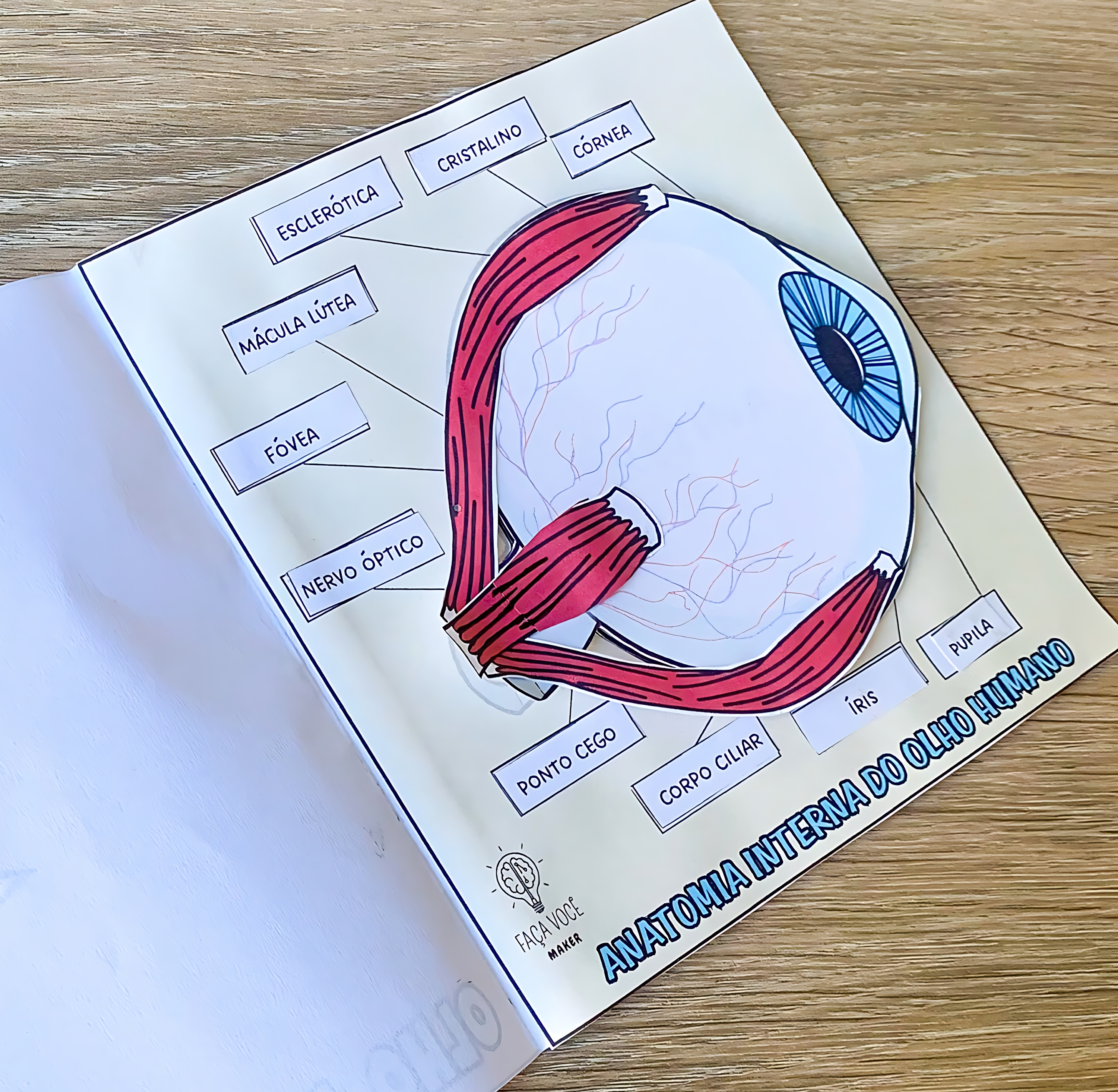 MAPA MENTAL SOBRE OLHO HUMANO