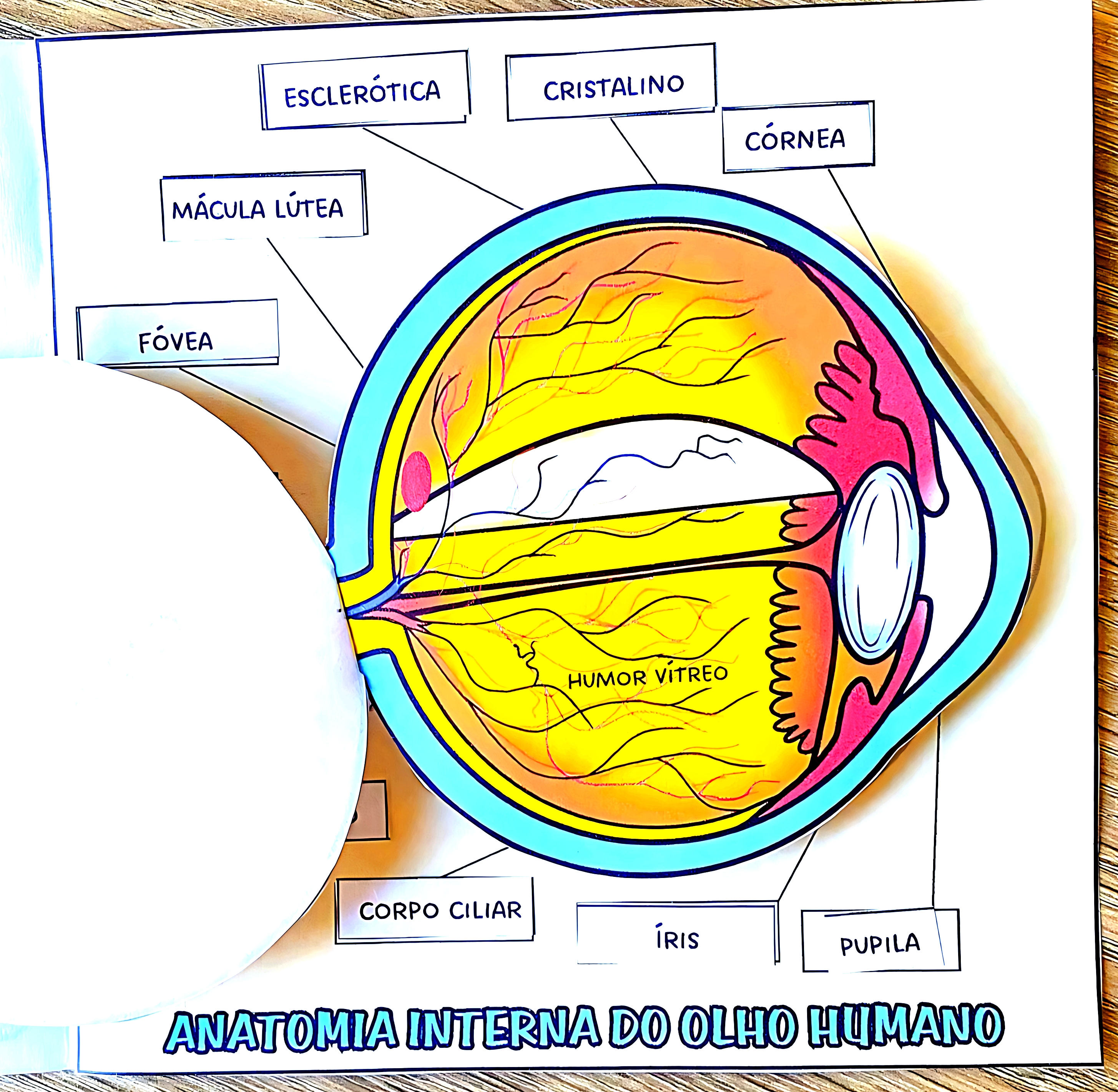 MAPA MENTAL SOBRE OLHO HUMANO