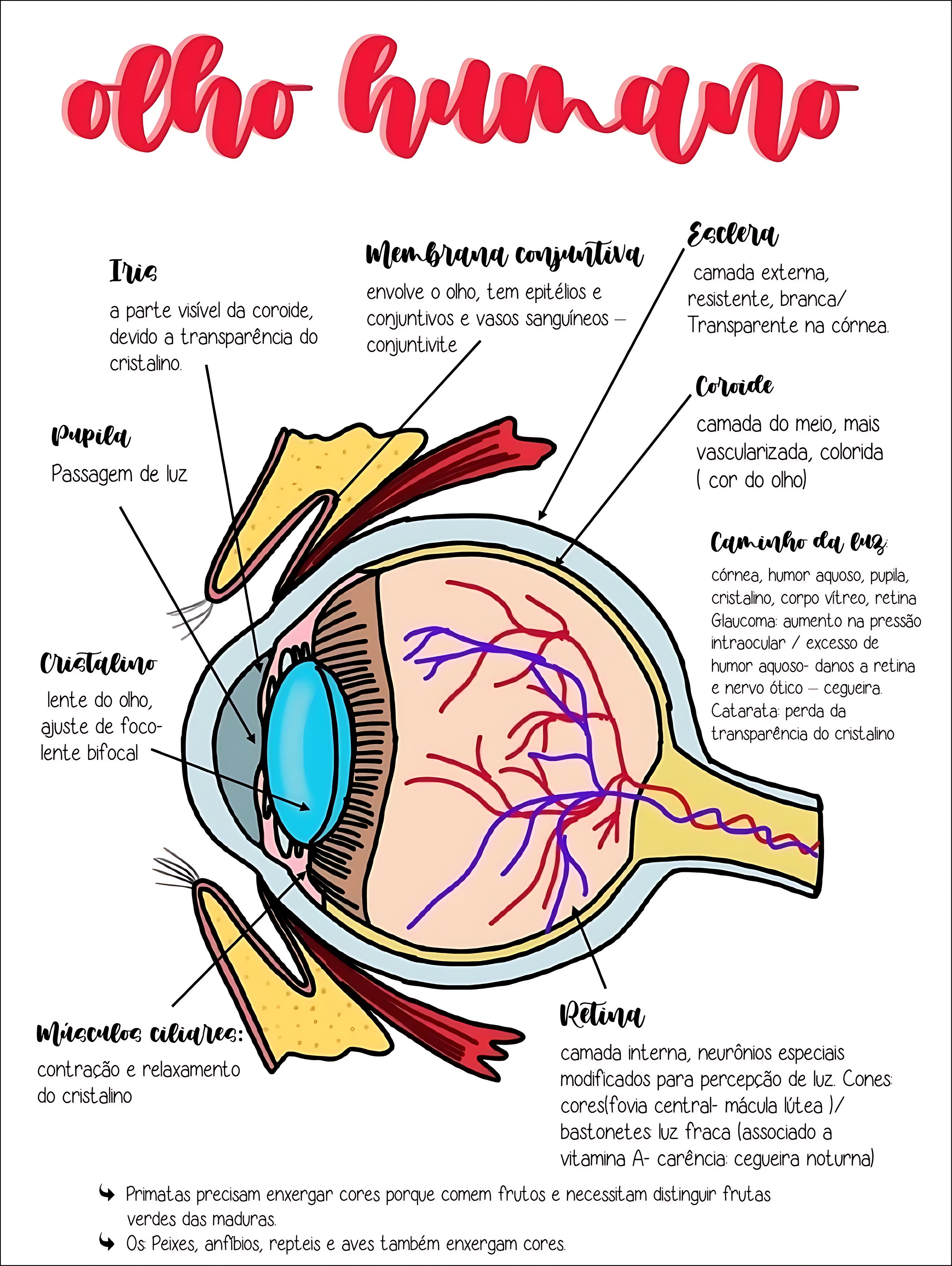 MAPA MENTAL SOBRE OLHO HUMANO
