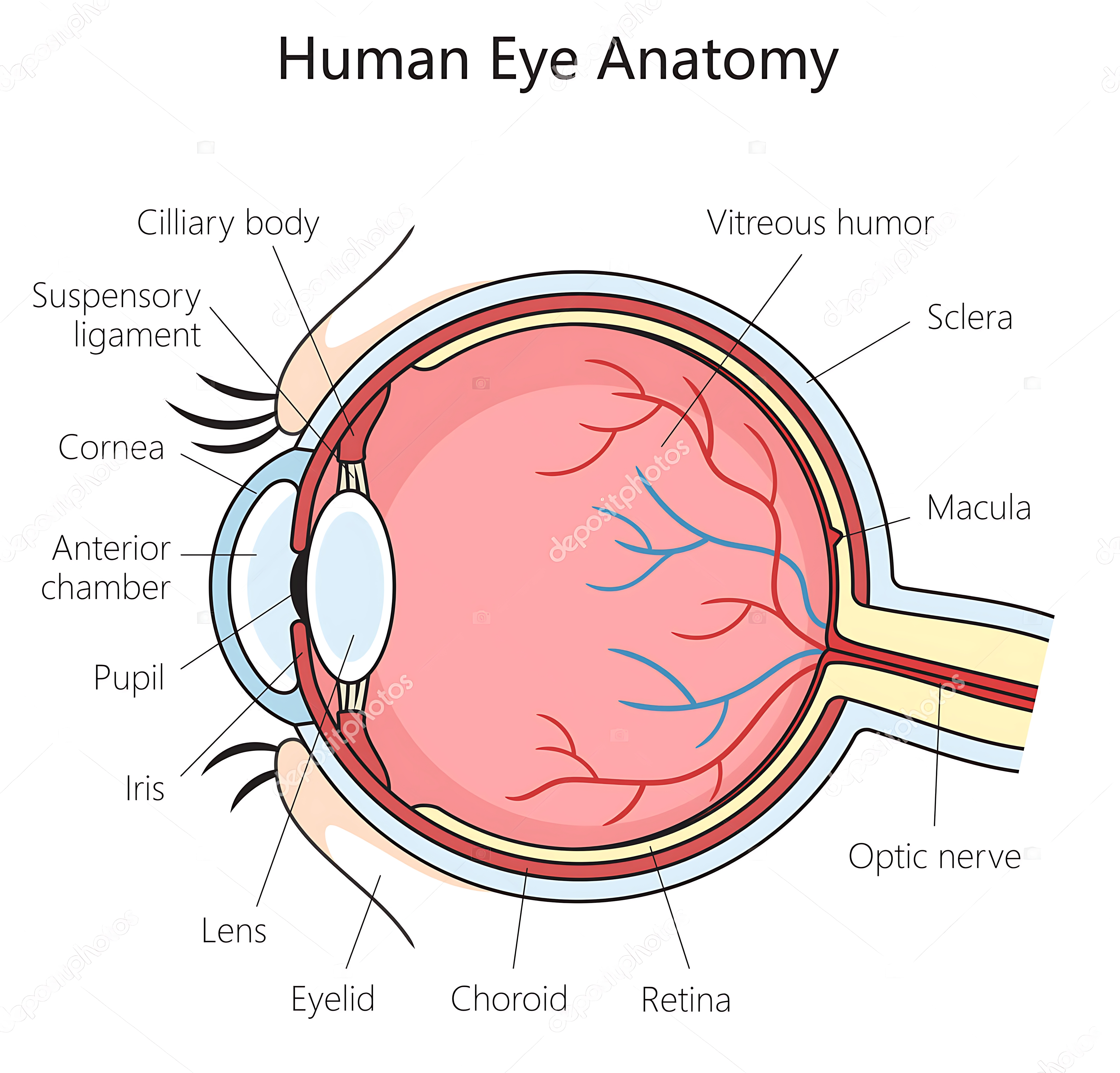 MAPA MENTAL SOBRE OLHO HUMANO