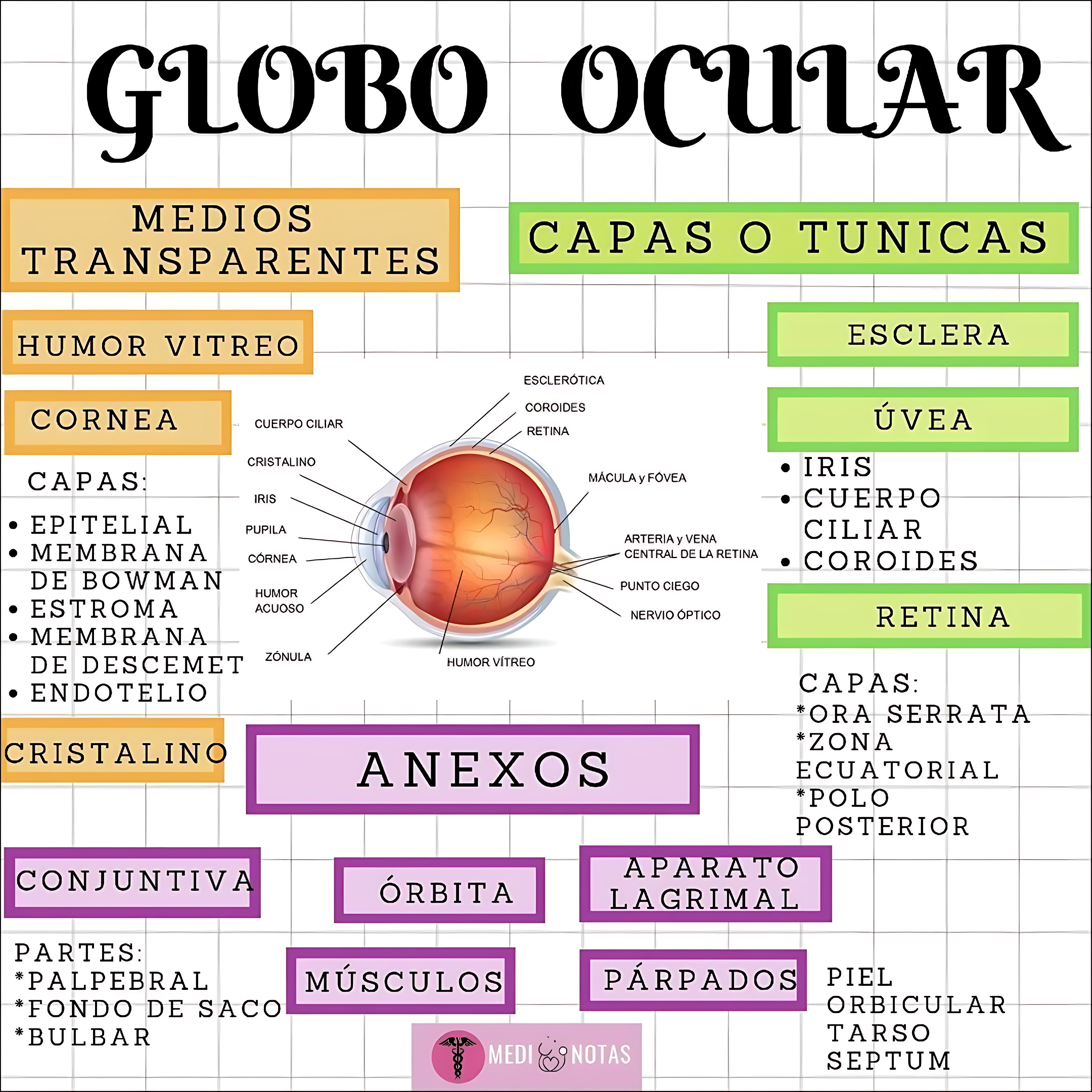 MAPA MENTAL SOBRE OLHO HUMANO
