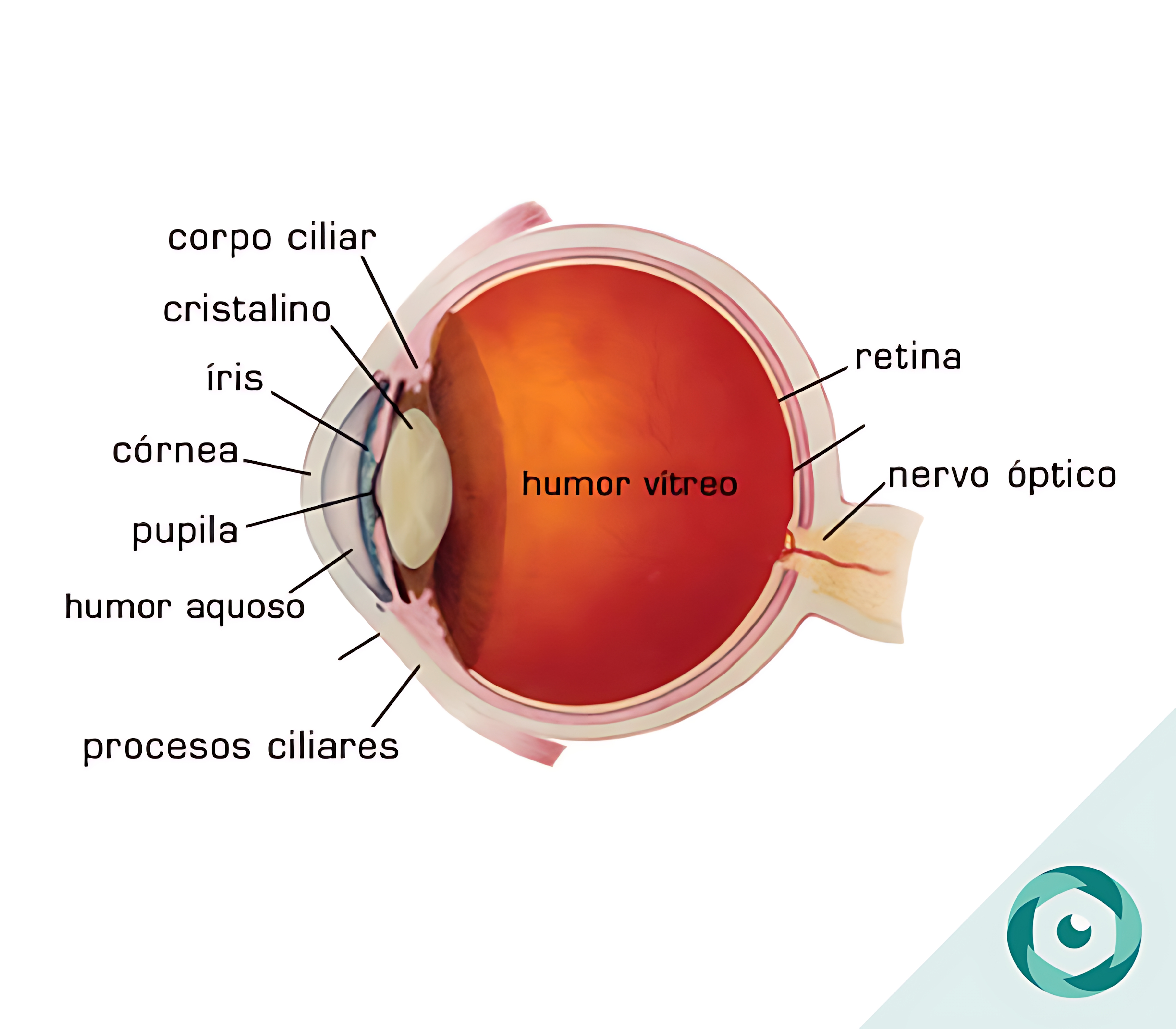 MAPA MENTAL SOBRE OLHO HUMANO