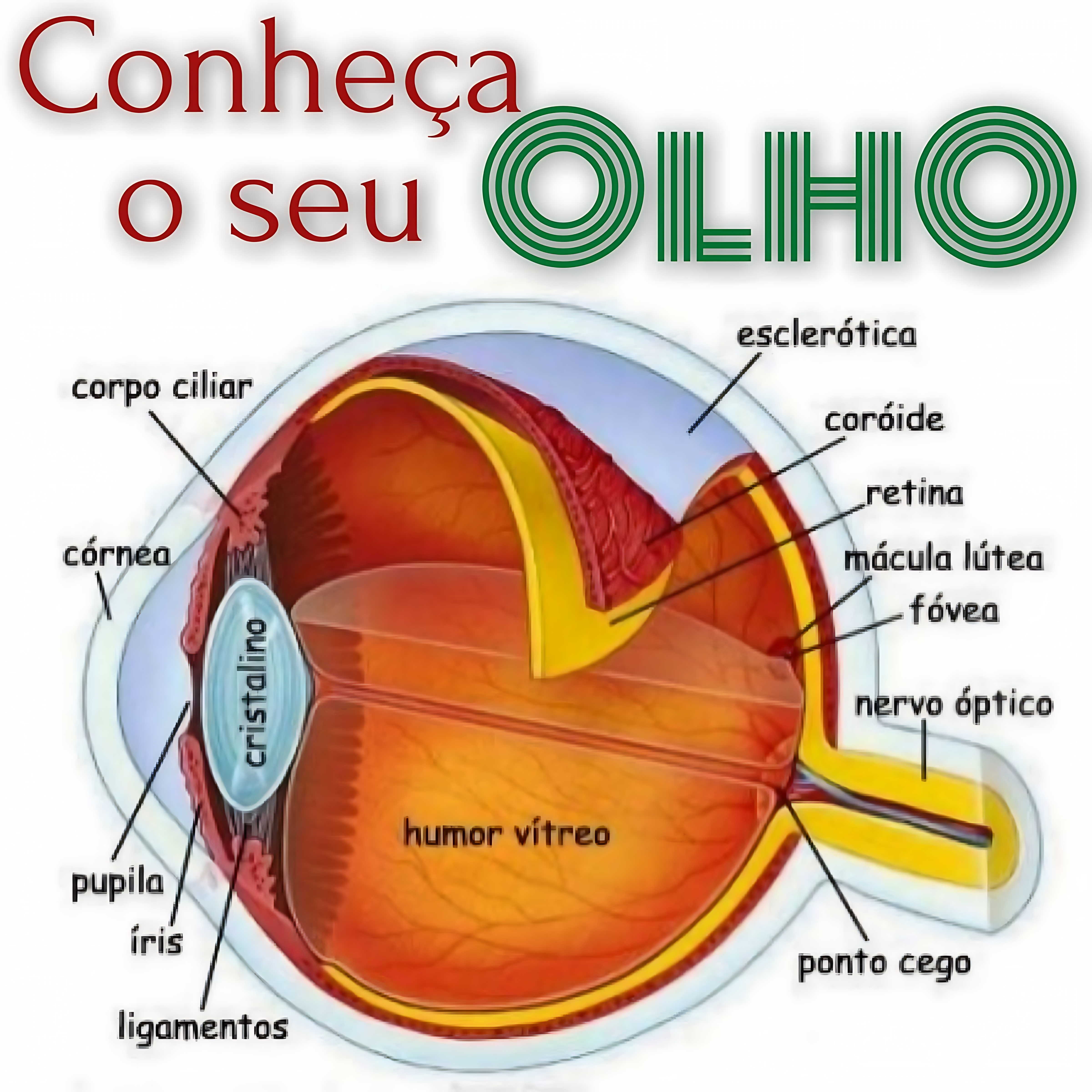 MAPA MENTAL SOBRE OLHO HUMANO