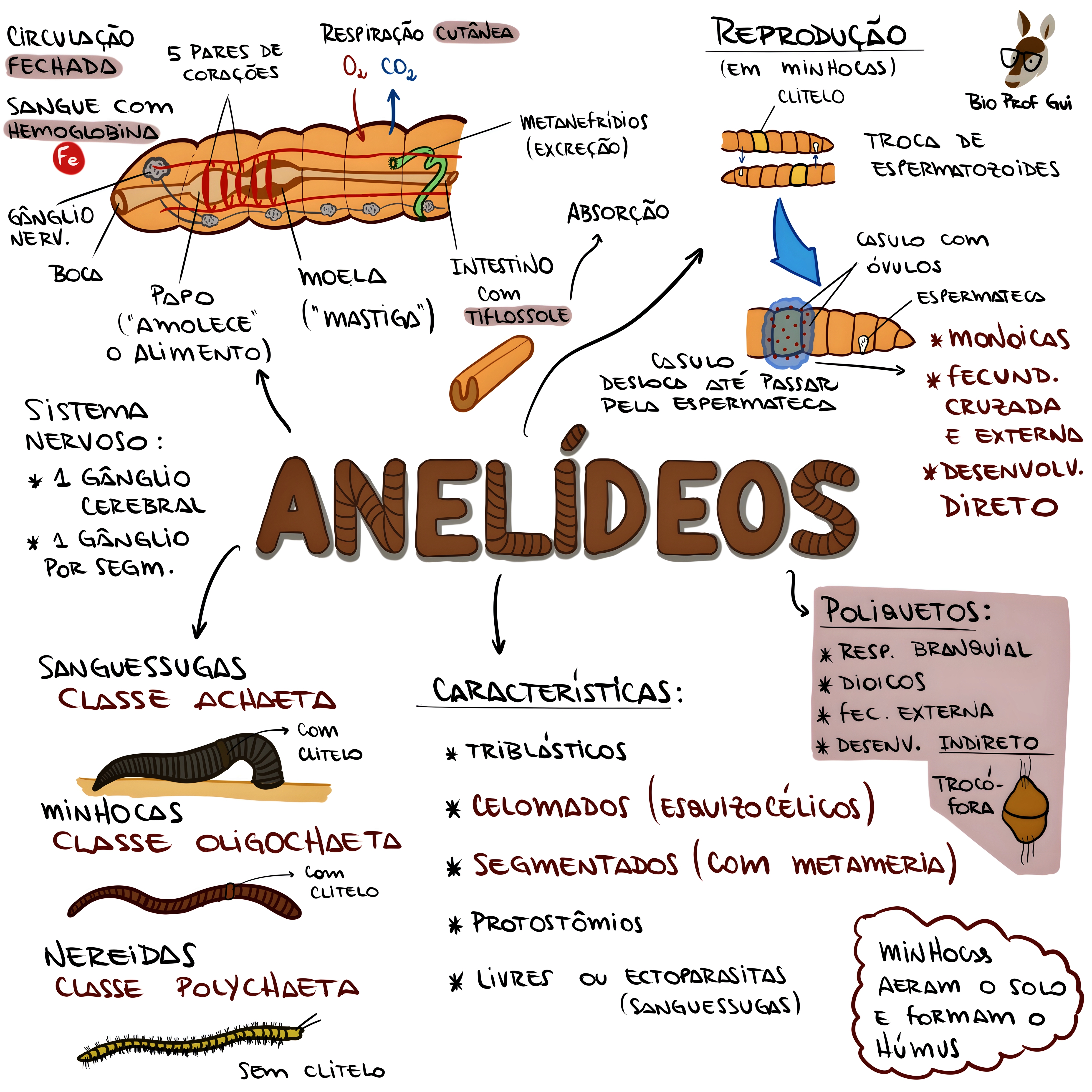MAPA MENTAL SOBRE ANELIDEOS