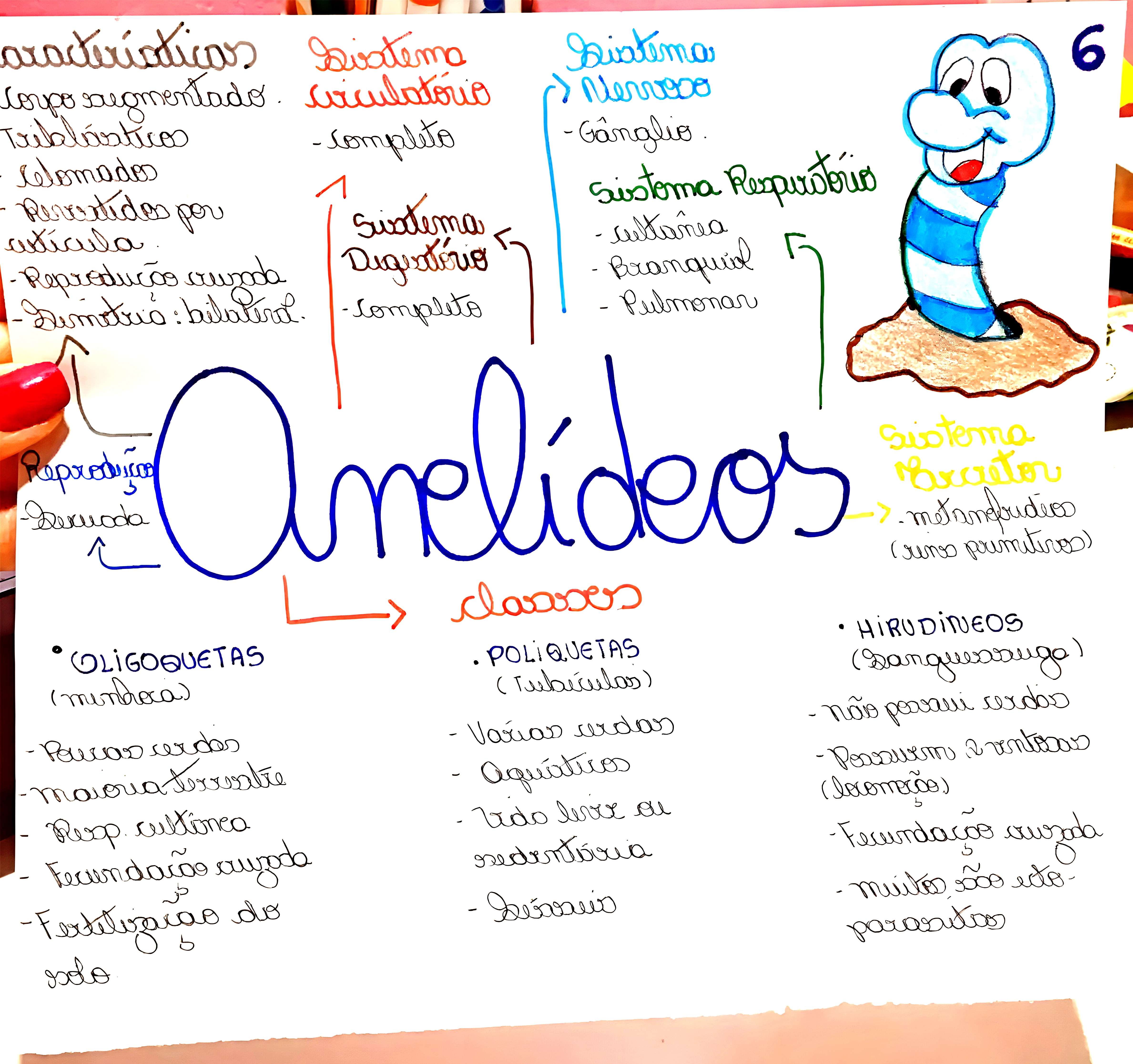 MAPA MENTAL SOBRE ANELIDEOS