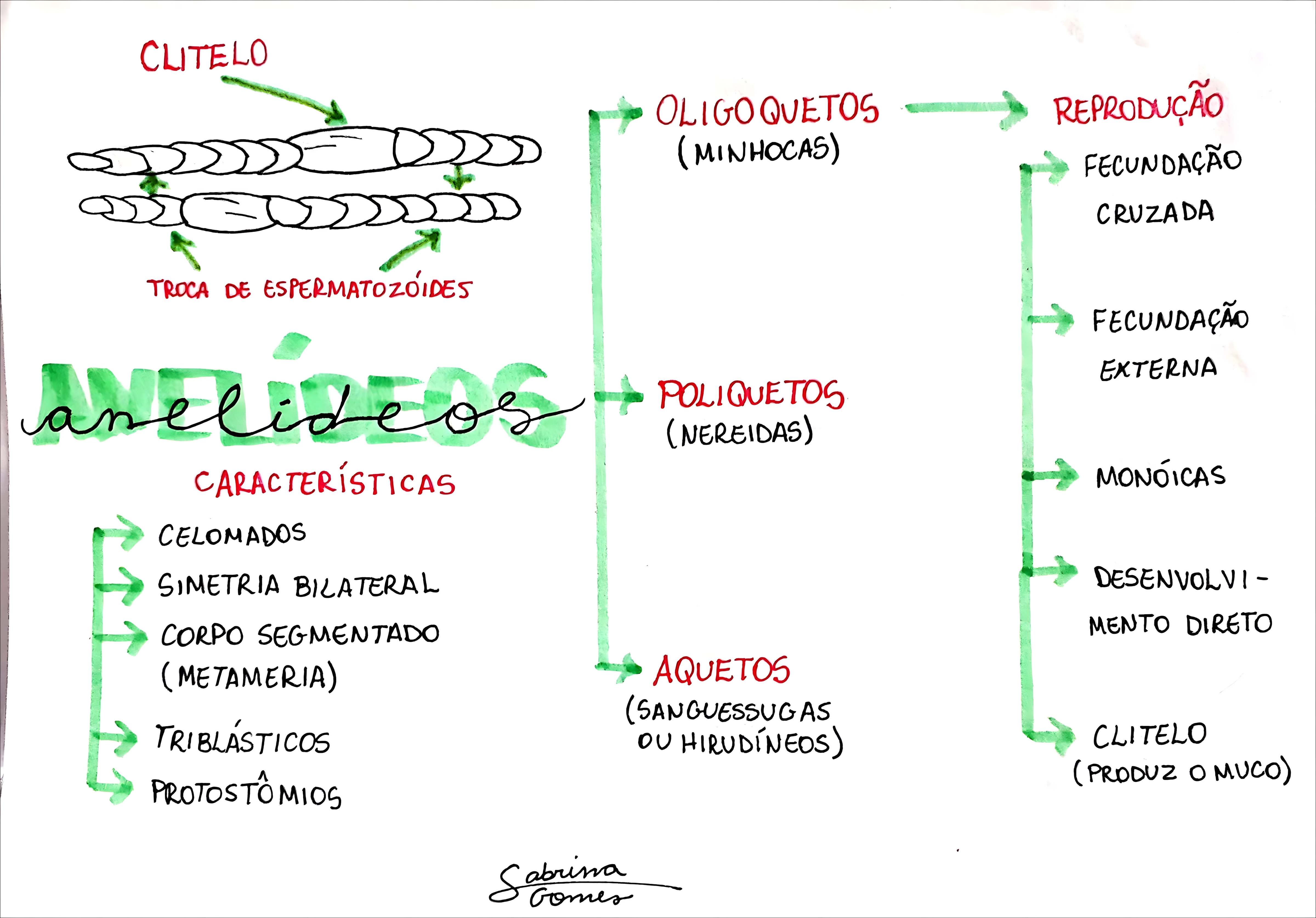 MAPA MENTAL SOBRE ANELIDEOS
