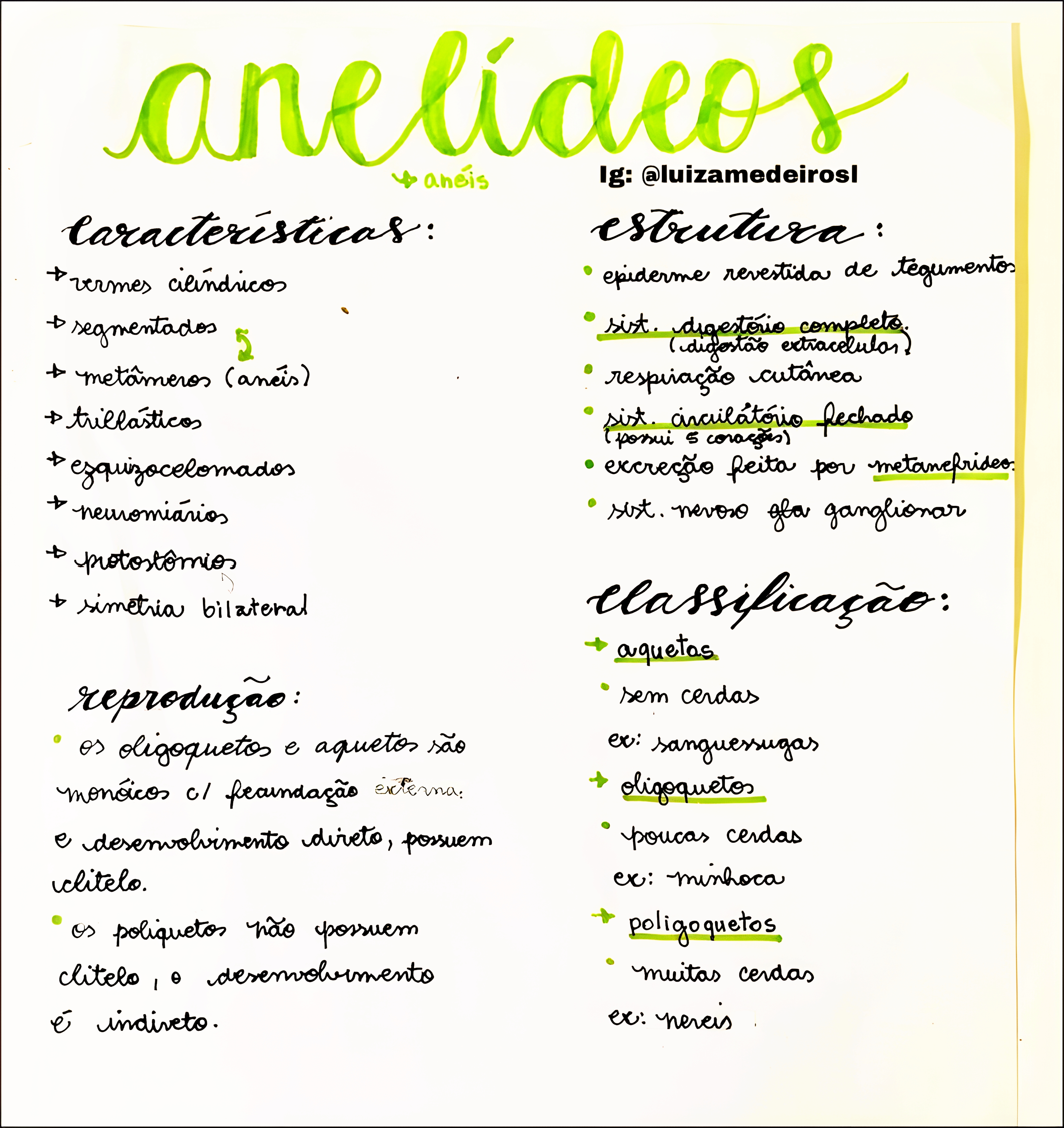 MAPA MENTAL SOBRE ANELIDEOS