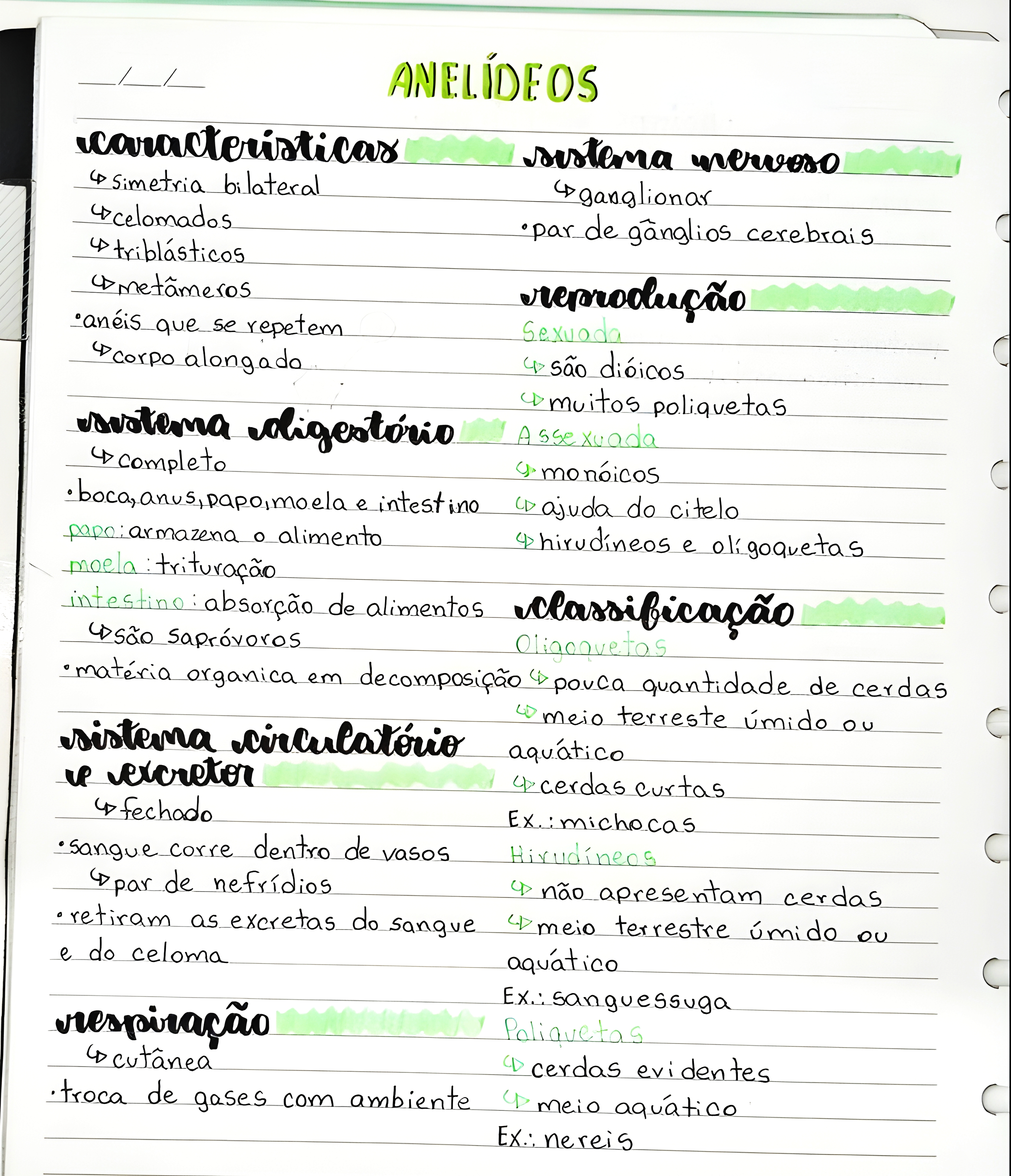 MAPA MENTAL SOBRE ANELIDEOS