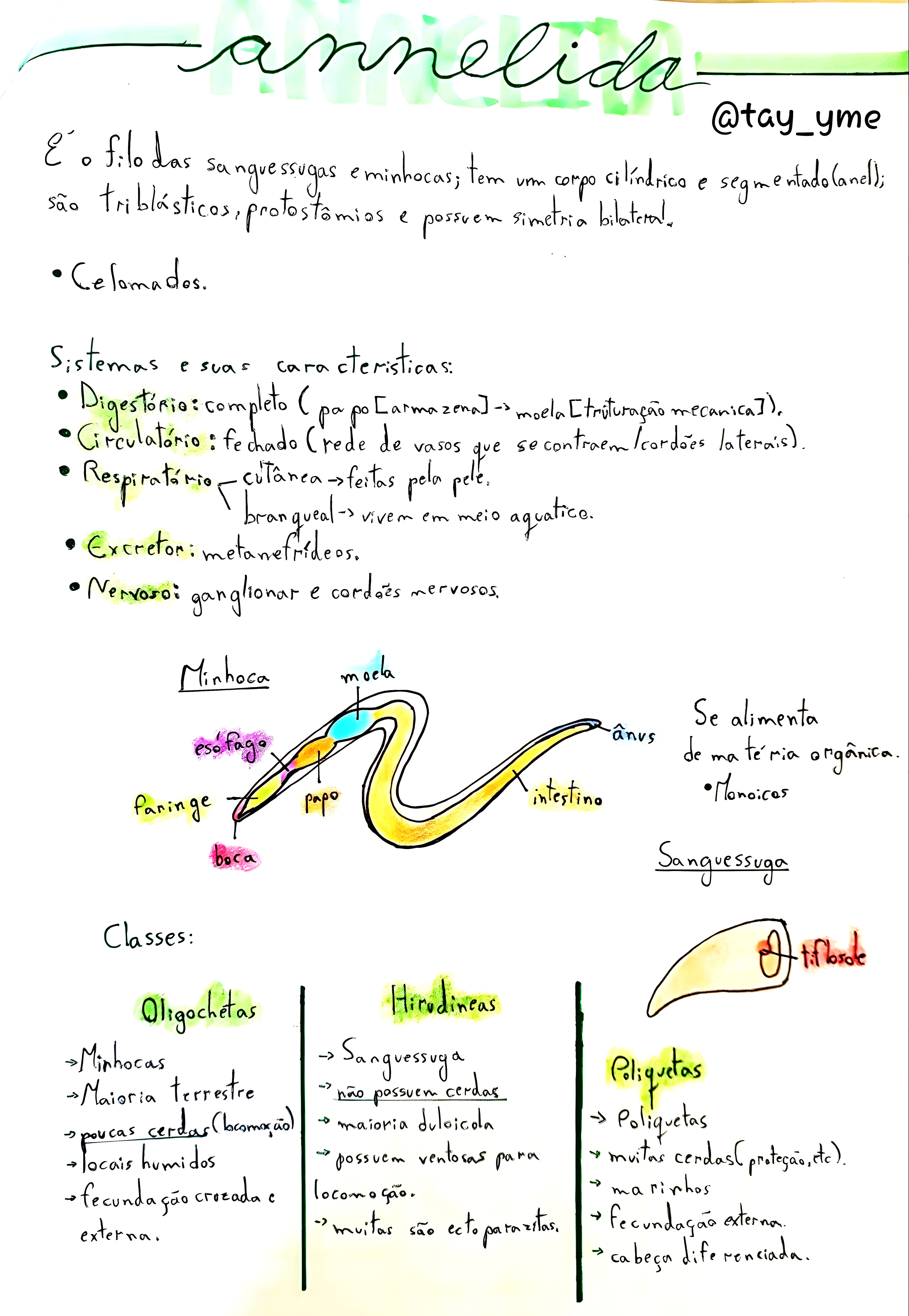 MAPA MENTAL SOBRE ANELIDEOS