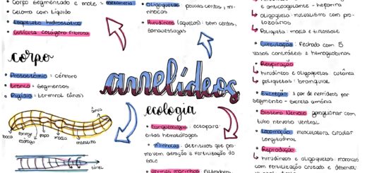 MAPA MENTAL SOBRE ANELIDEOS
